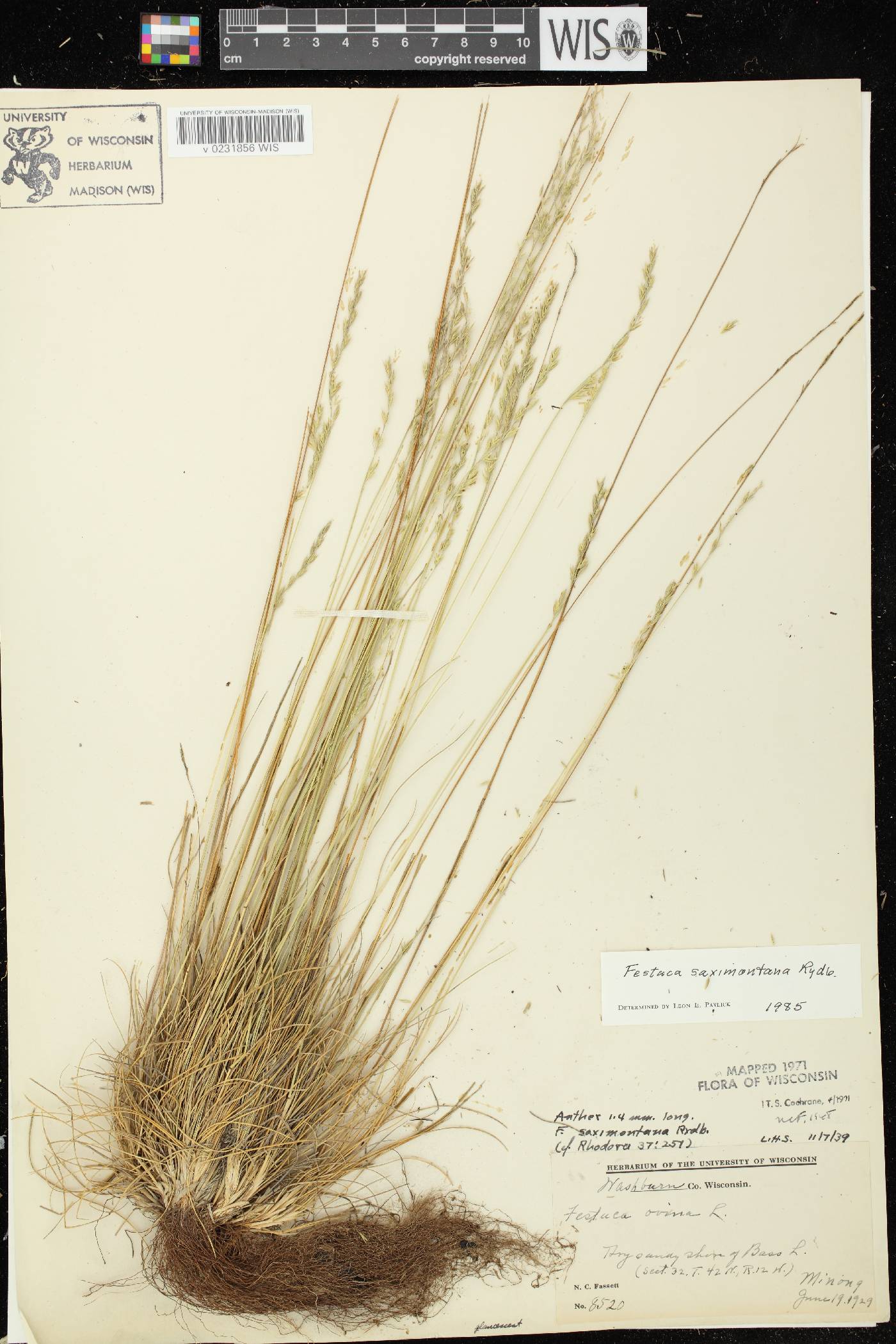 Festuca saximontana subsp. saximontana image