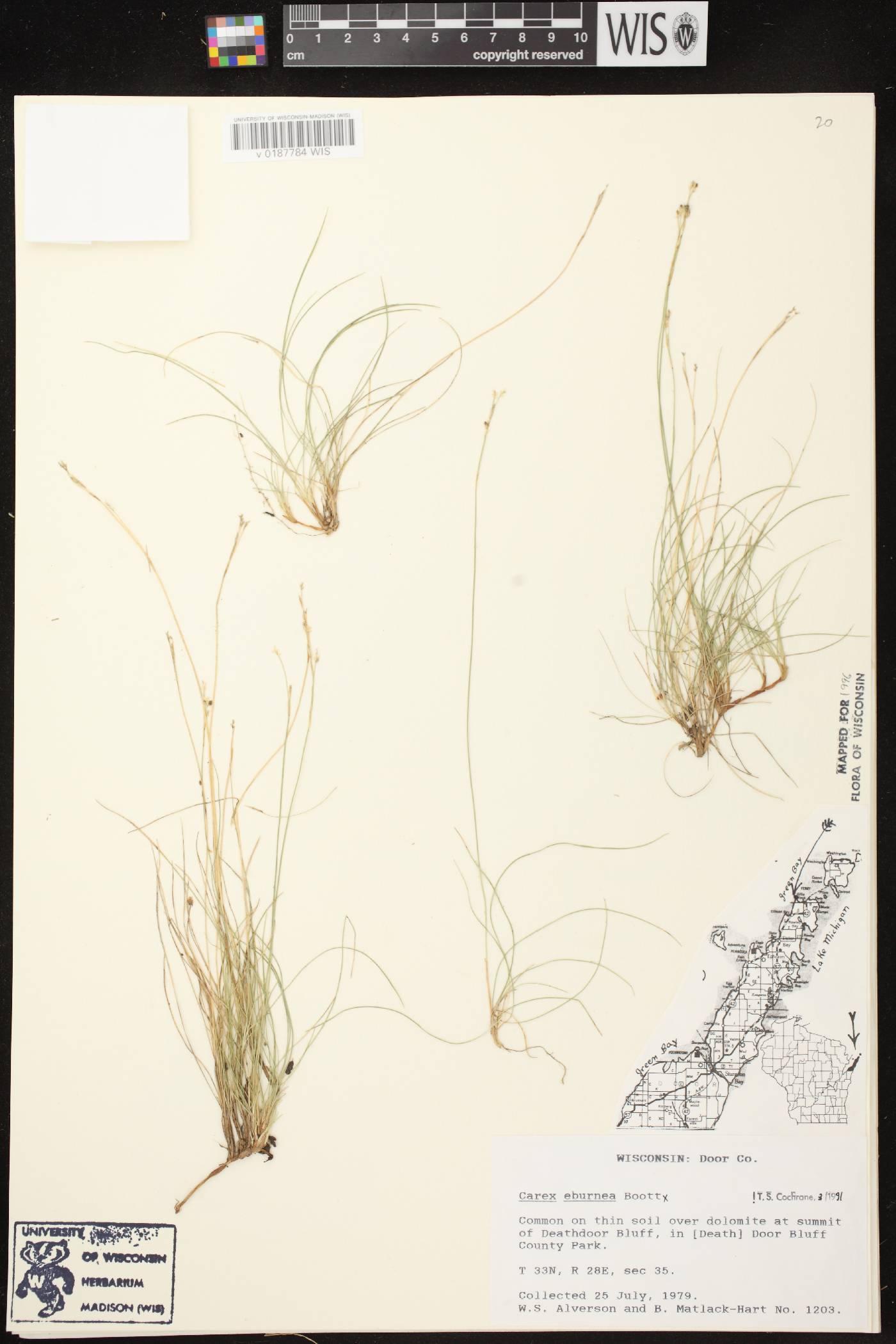 Carex eburnea image