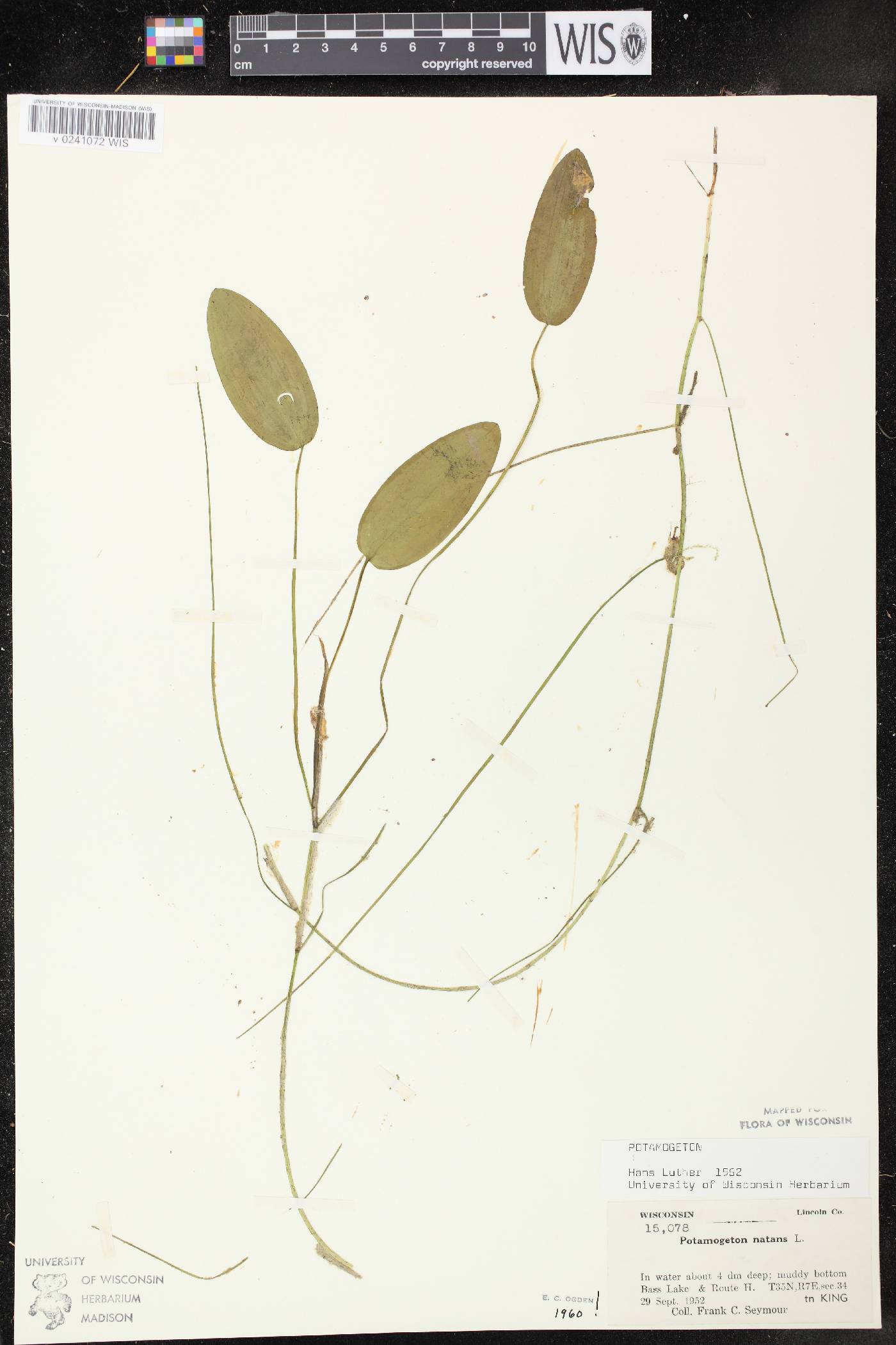 Potamogeton natans image