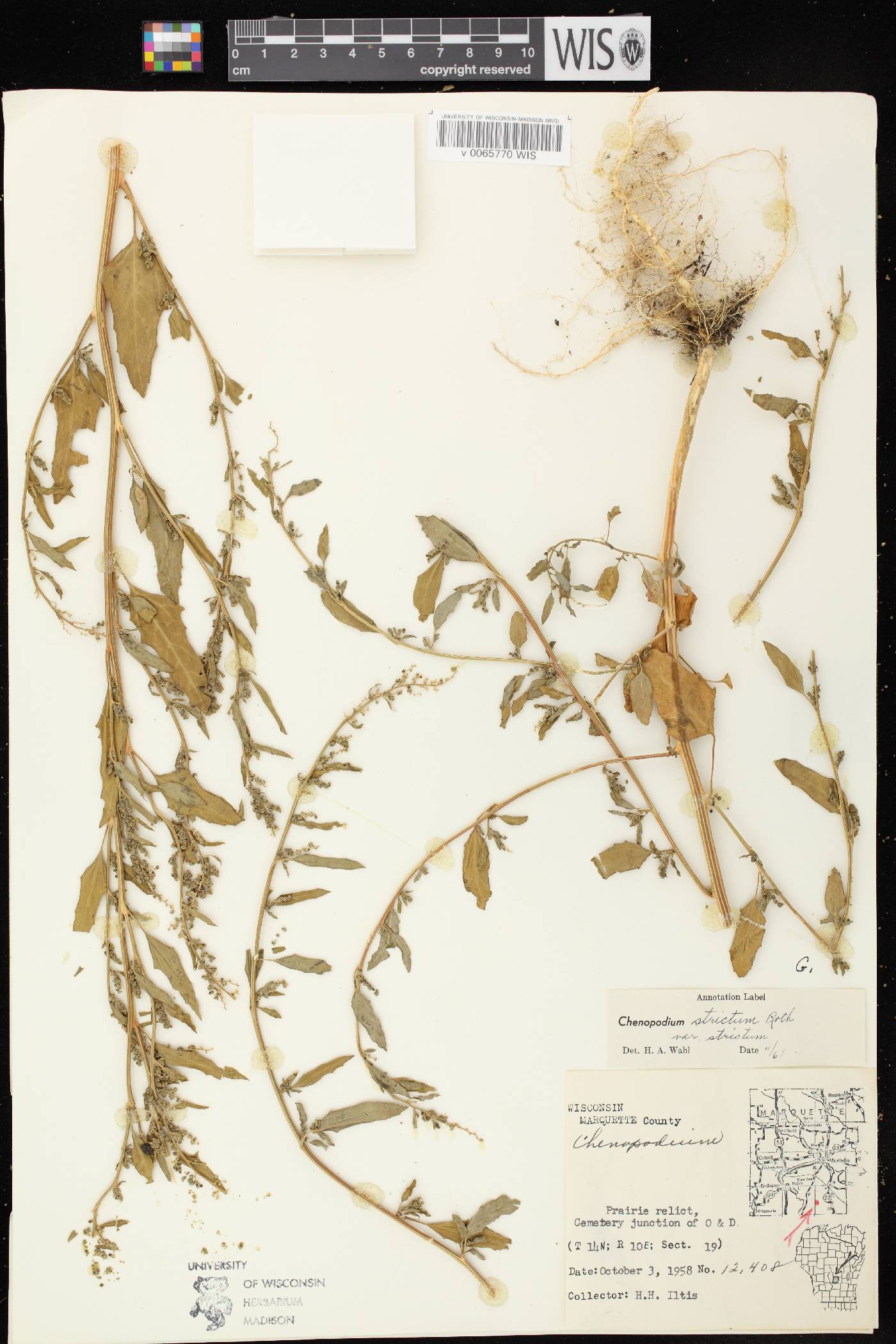 Chenopodium strictum image