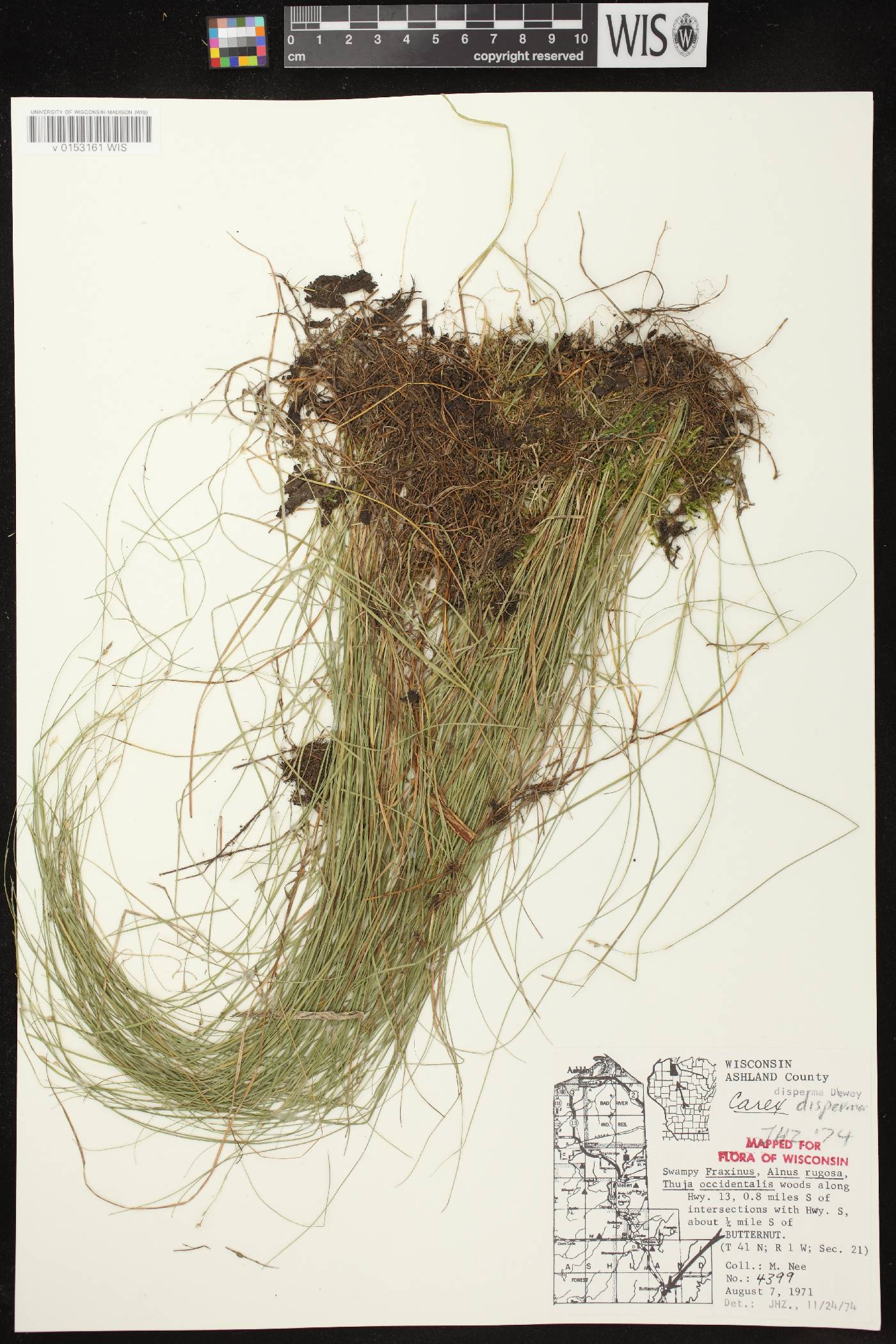 Carex disperma image