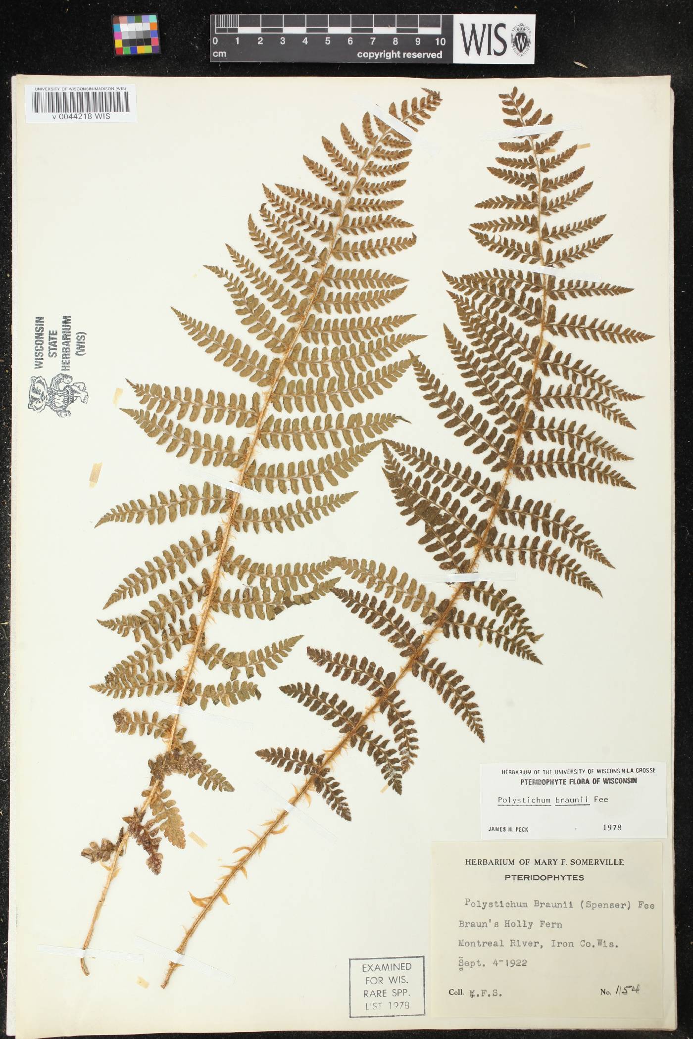 Polystichum braunii image