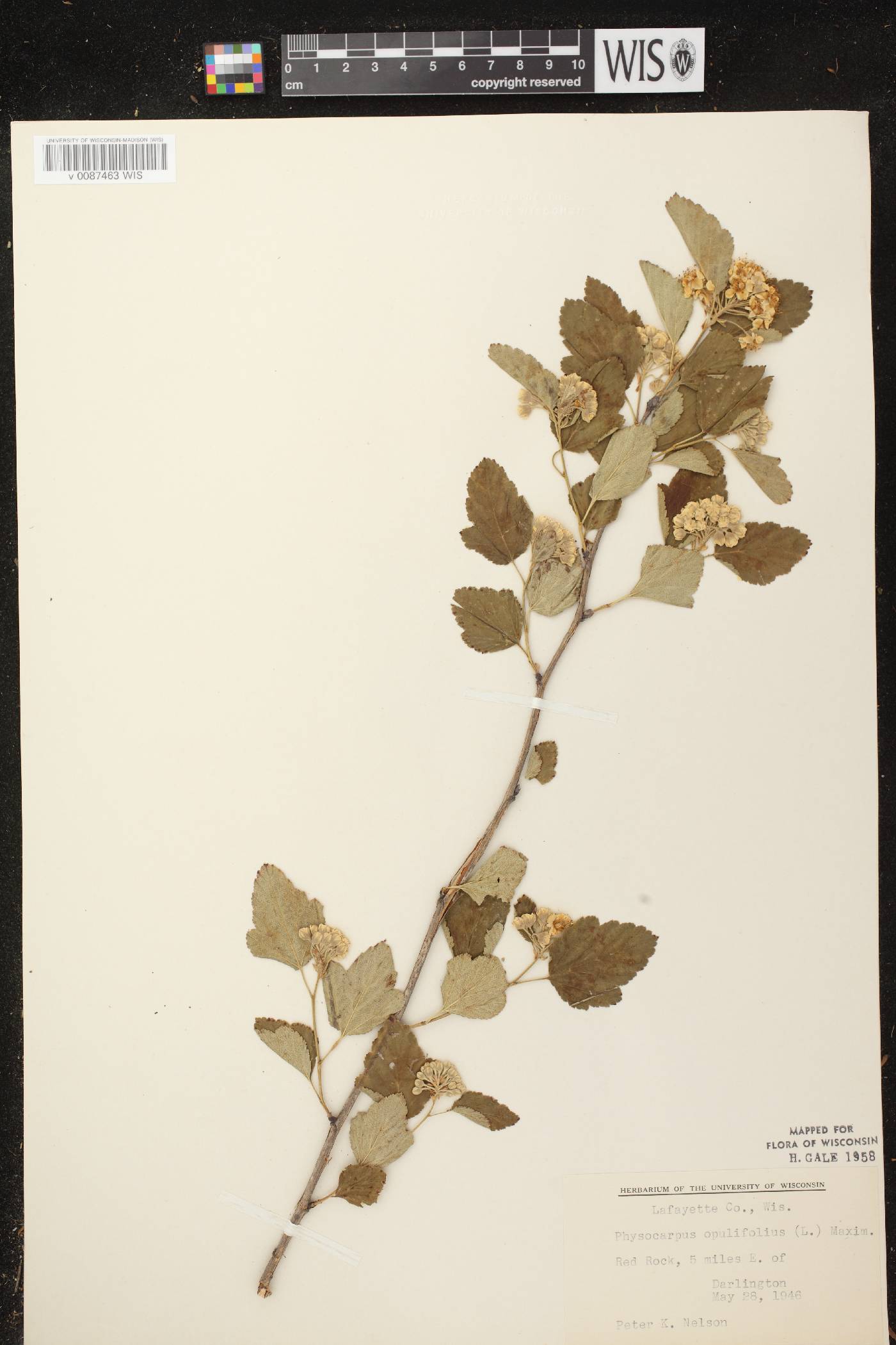Physocarpus opulifolius image