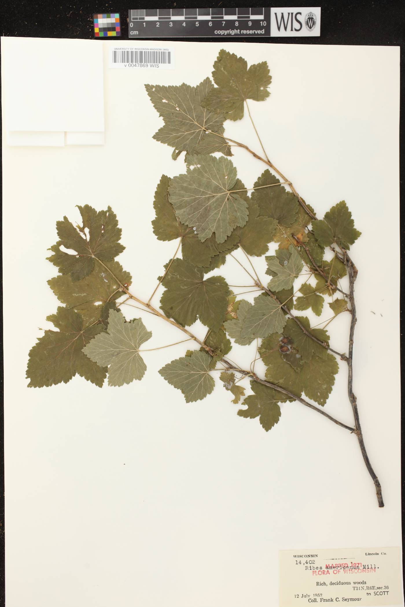 Ribes americanum image