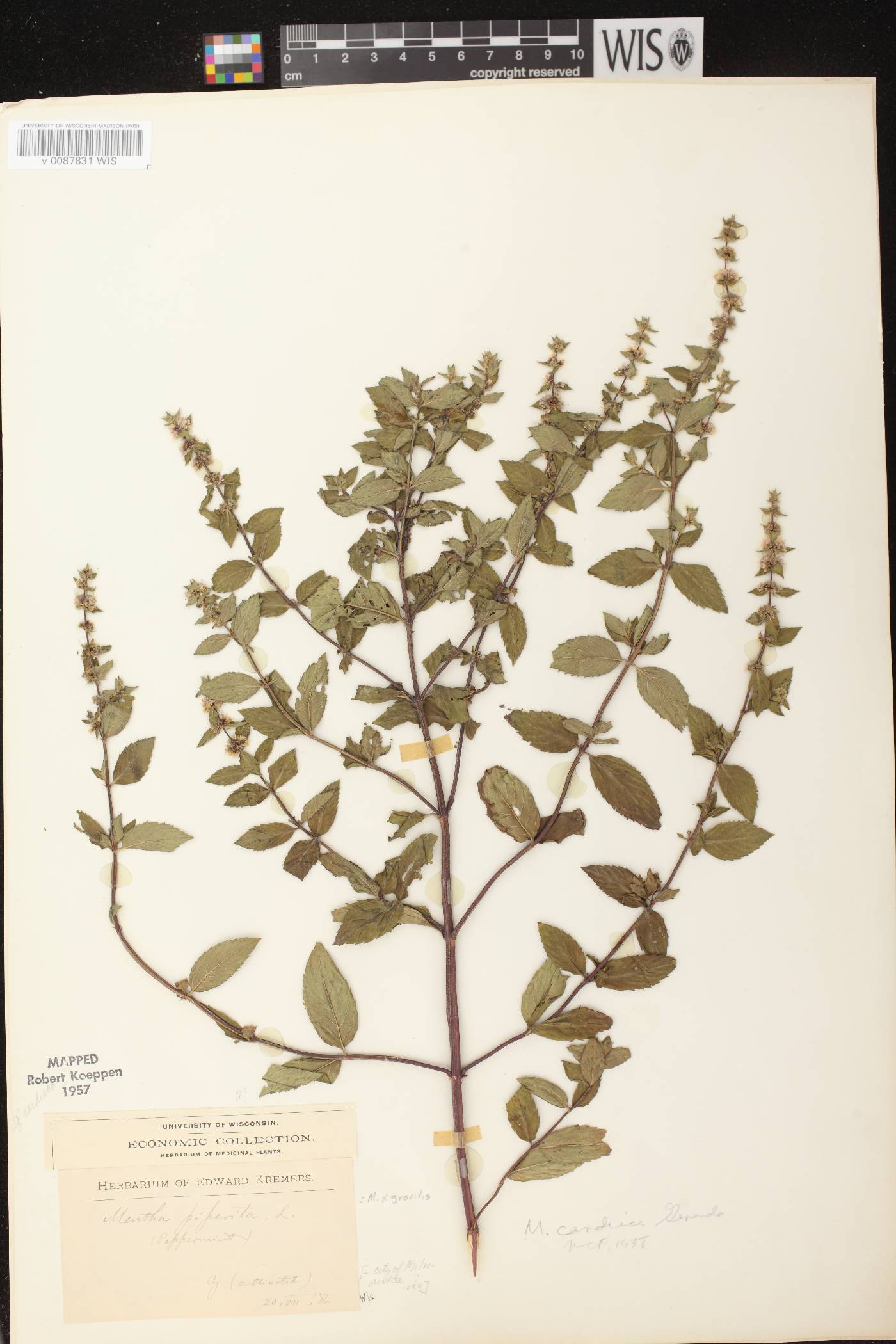 Mentha X gracilis image