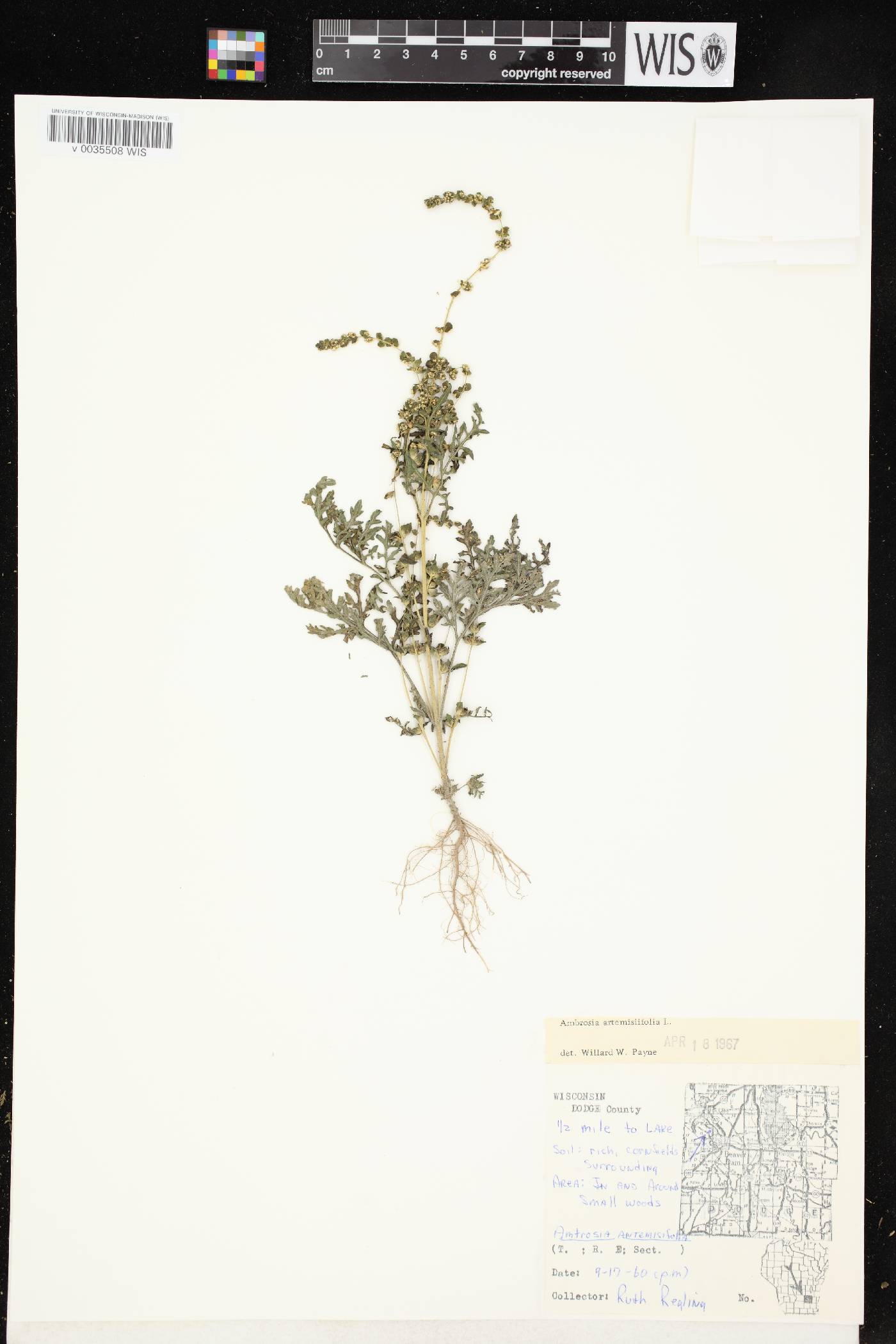 Ambrosia artemisiifolia image