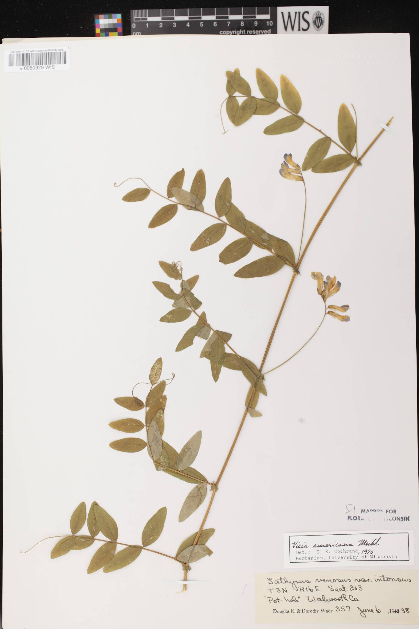 Vicia americana subsp. americana image
