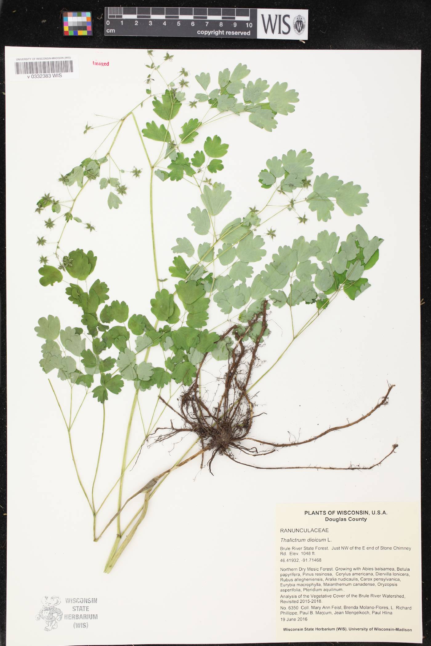 Thalictrum dioicum image