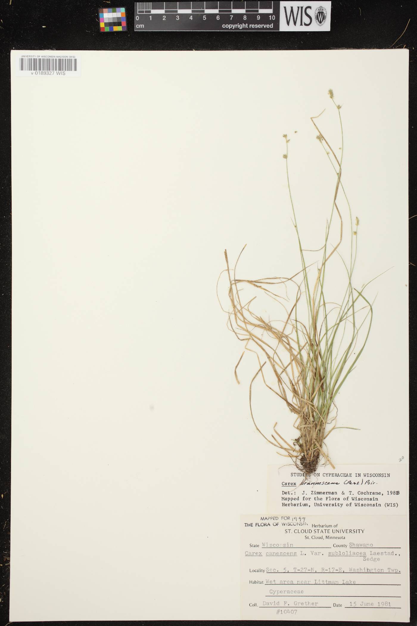 Carex brunnescens subsp. sphaerostachya image