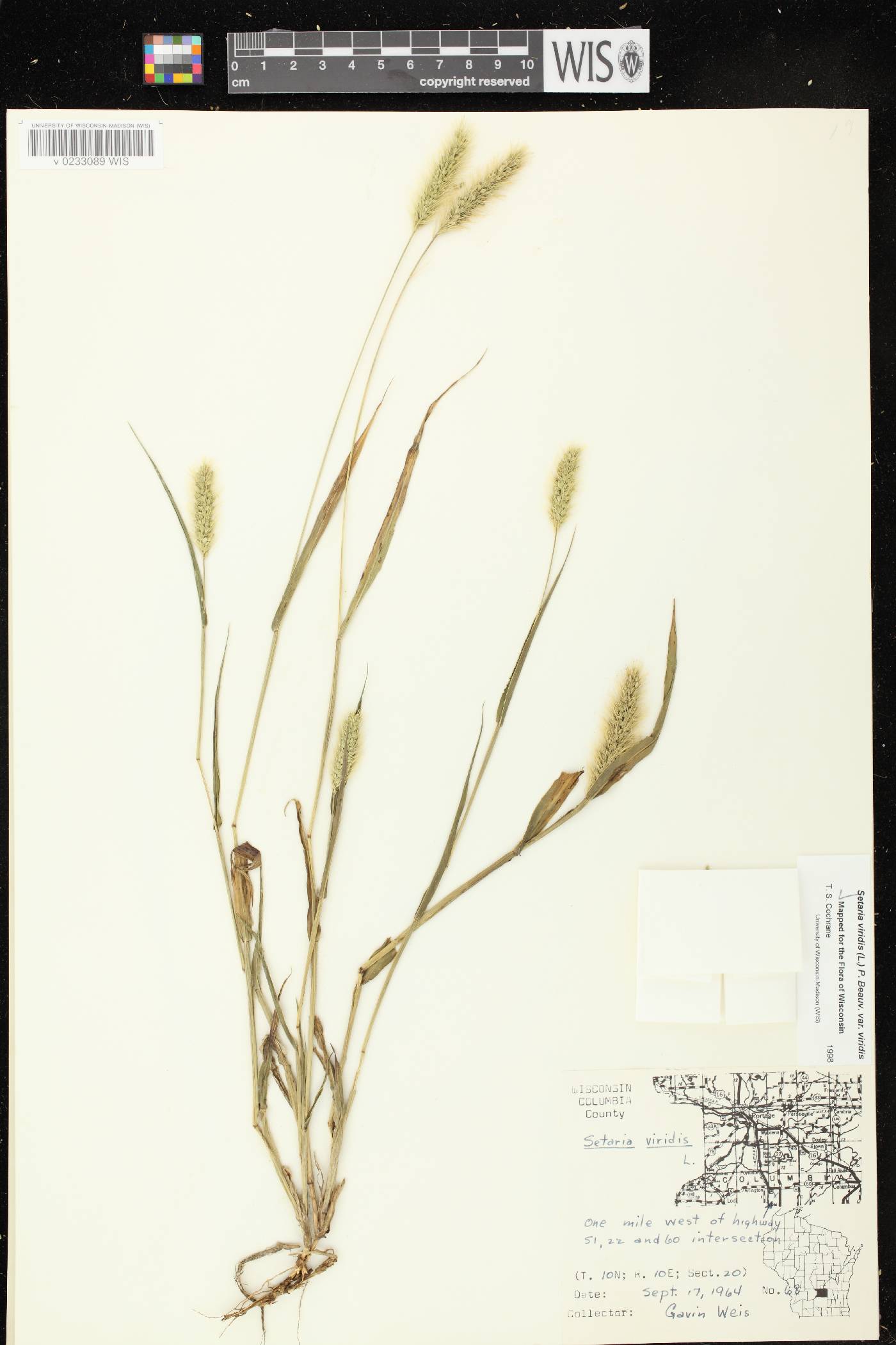 Setaria viridis var. viridis image