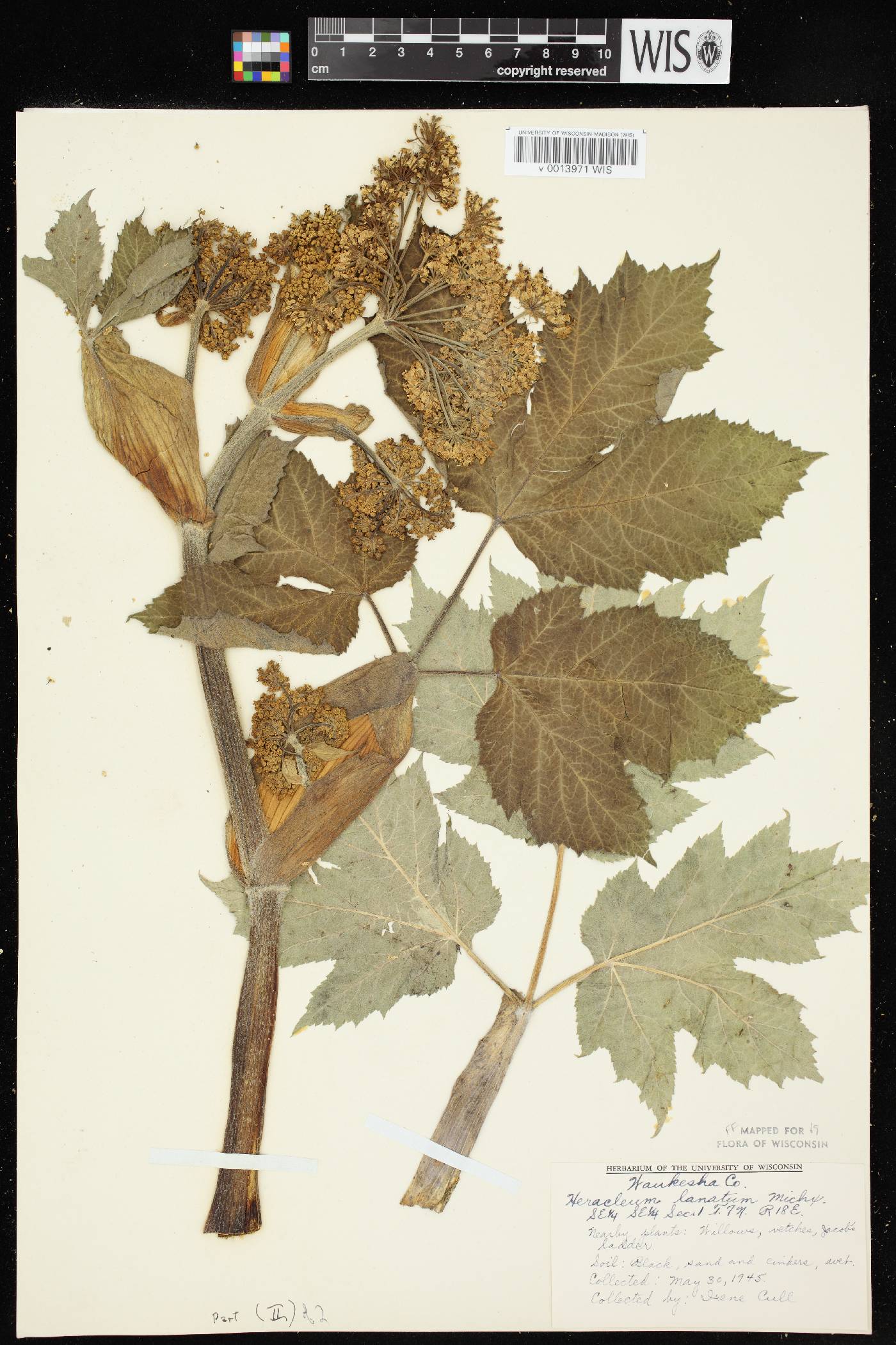 Heracleum maximum image