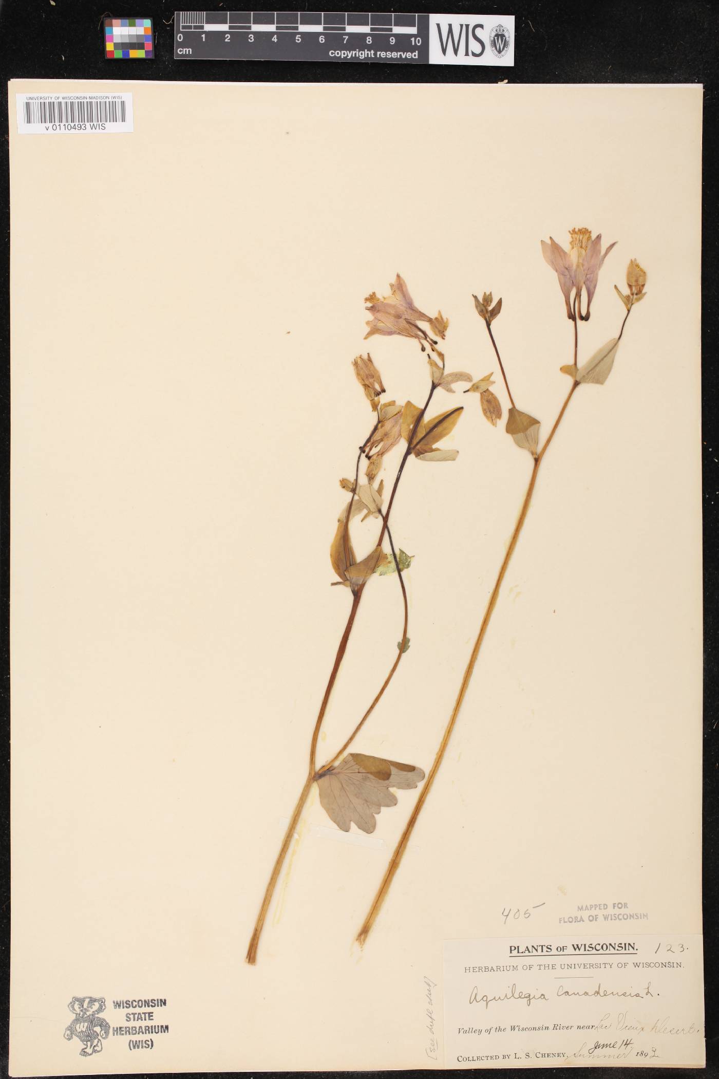 Aquilegia canadensis image