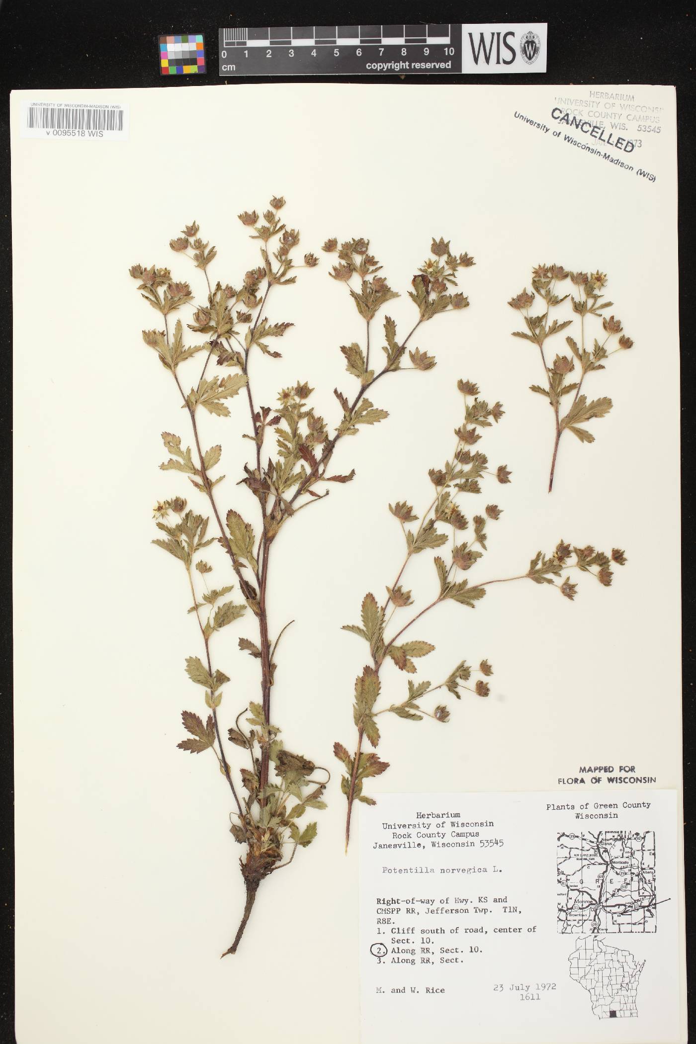 Potentilla norvegica image