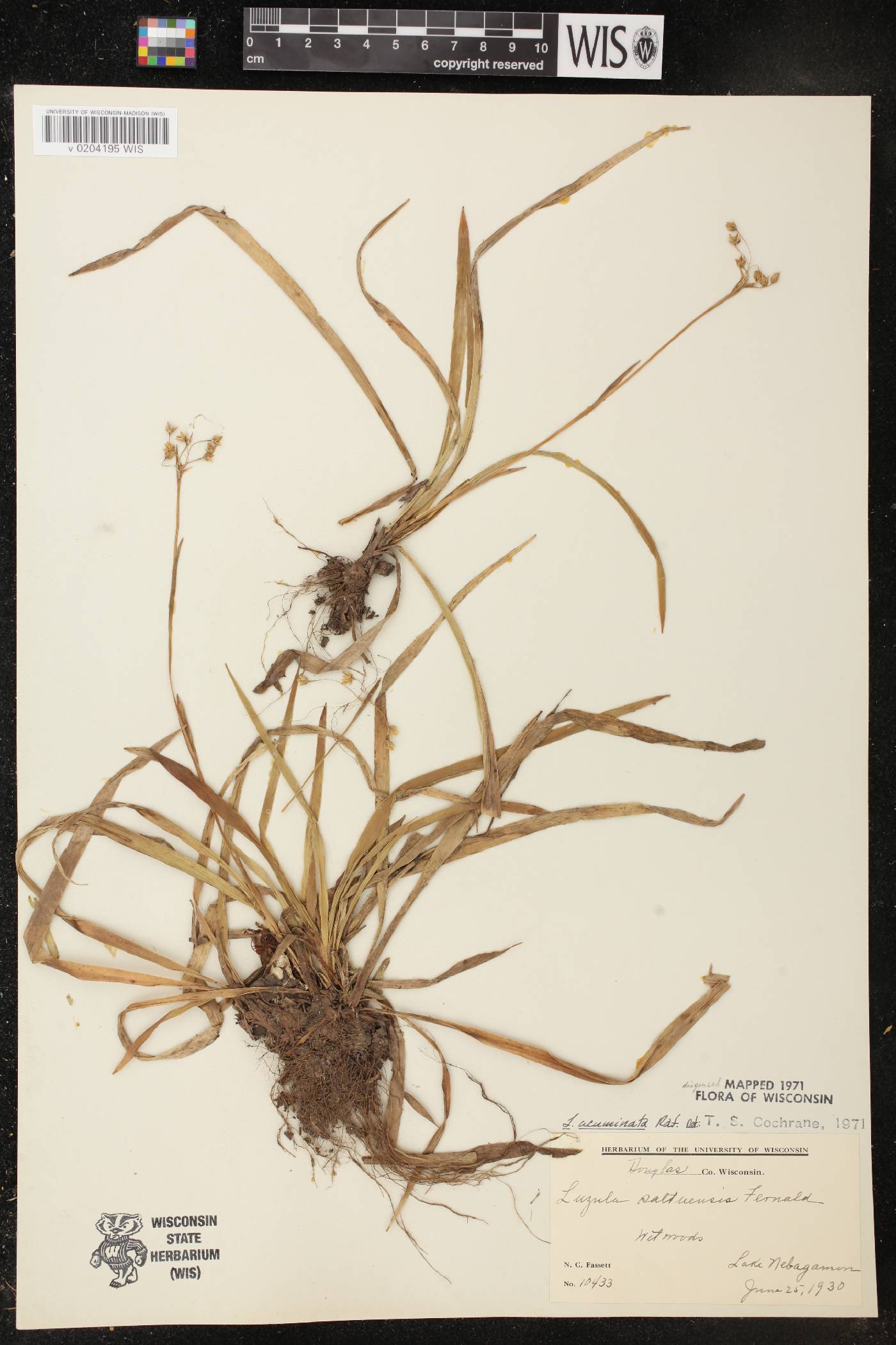 Luzula acuminata image