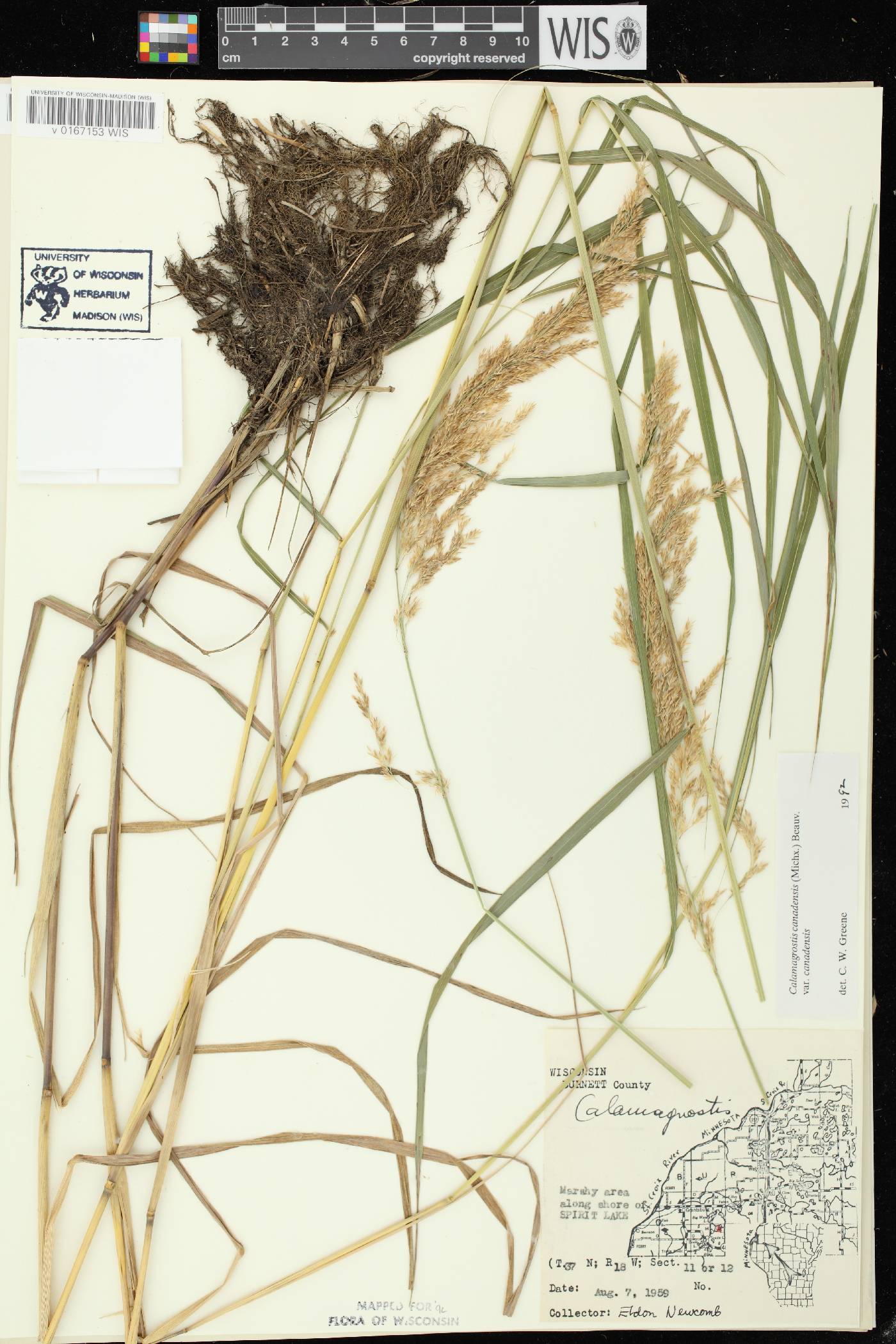 Calamagrostis canadensis var. canadensis image