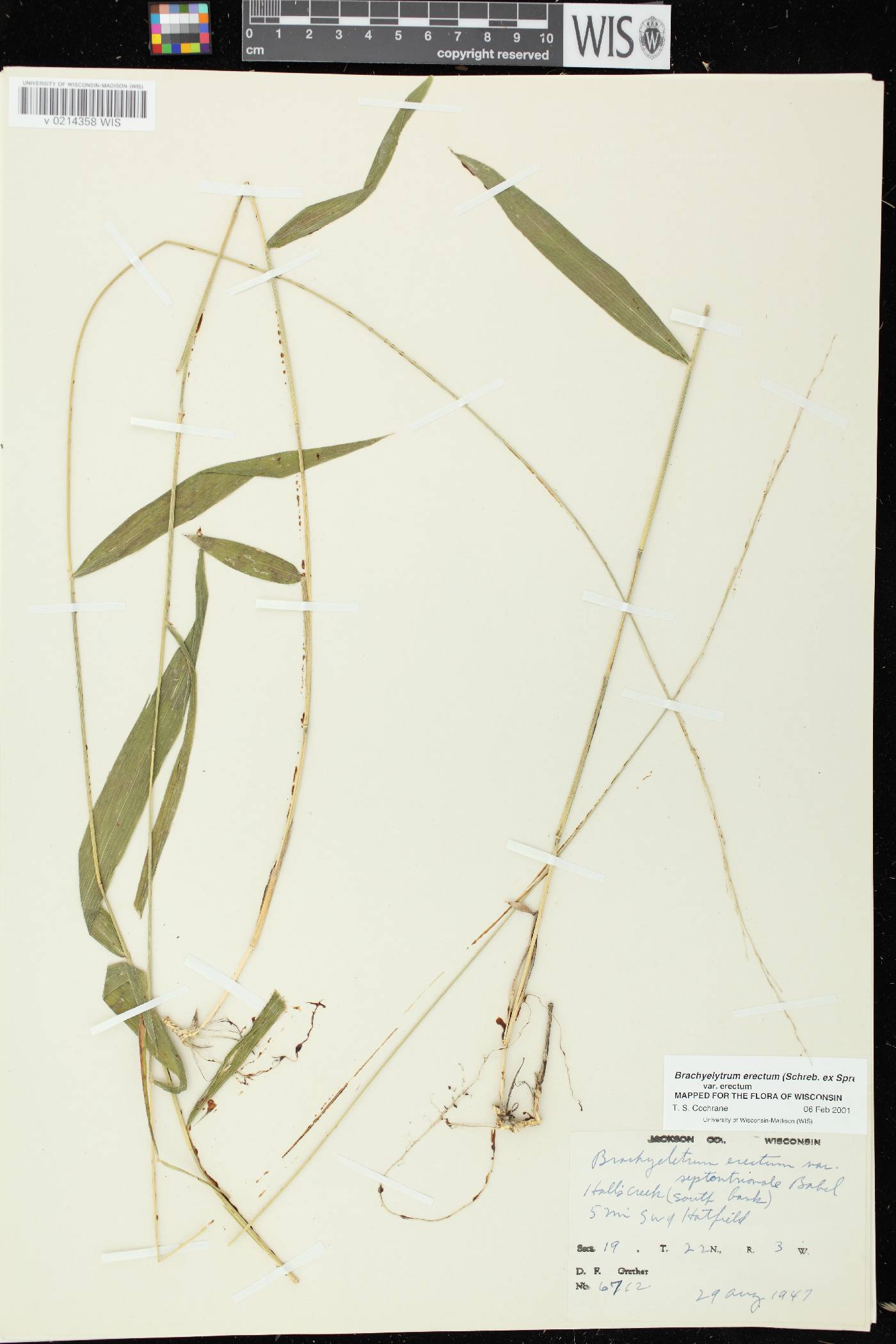 Brachyelytrum erectum image
