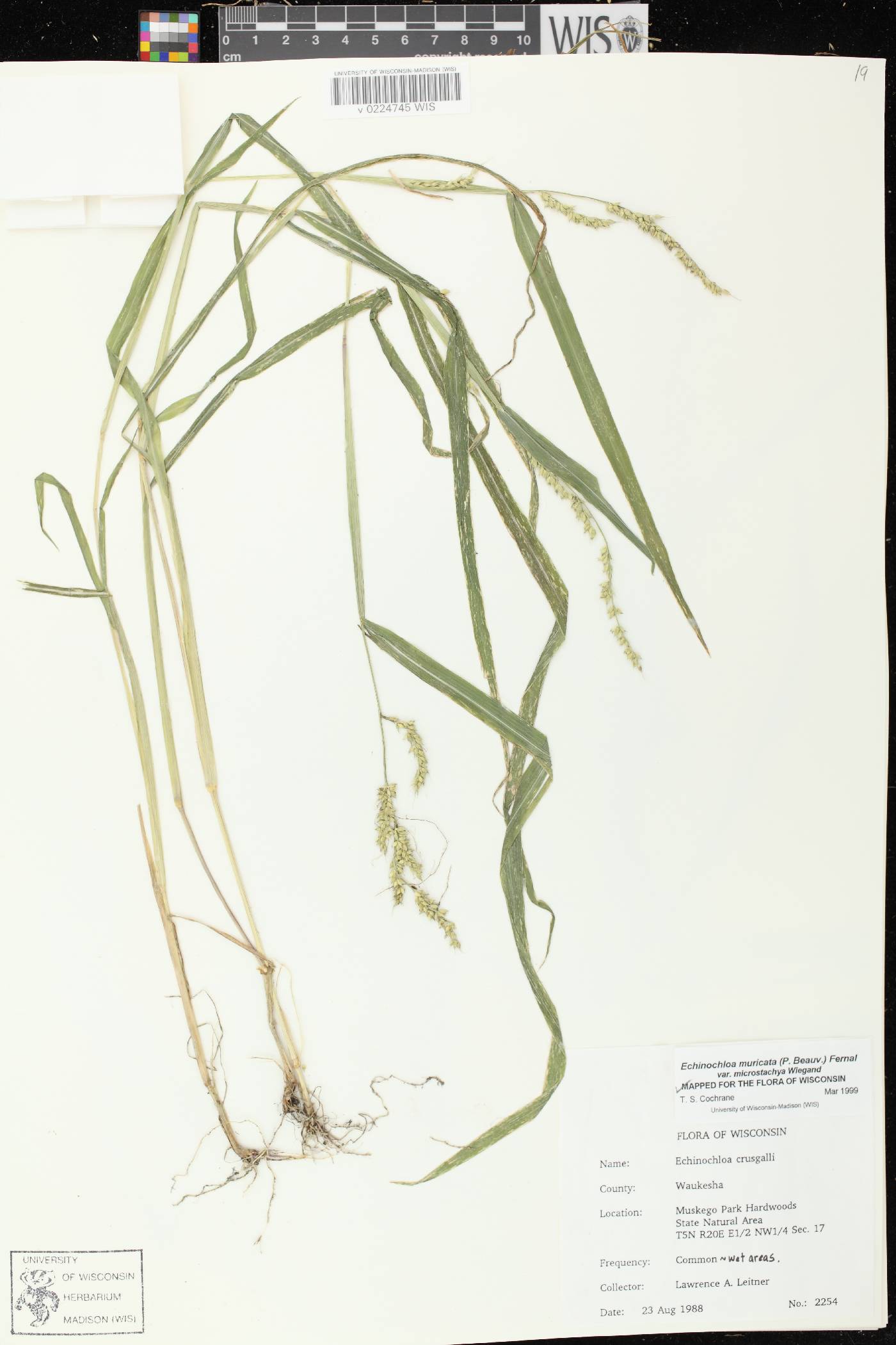 Echinochloa muricata var. microstachya image