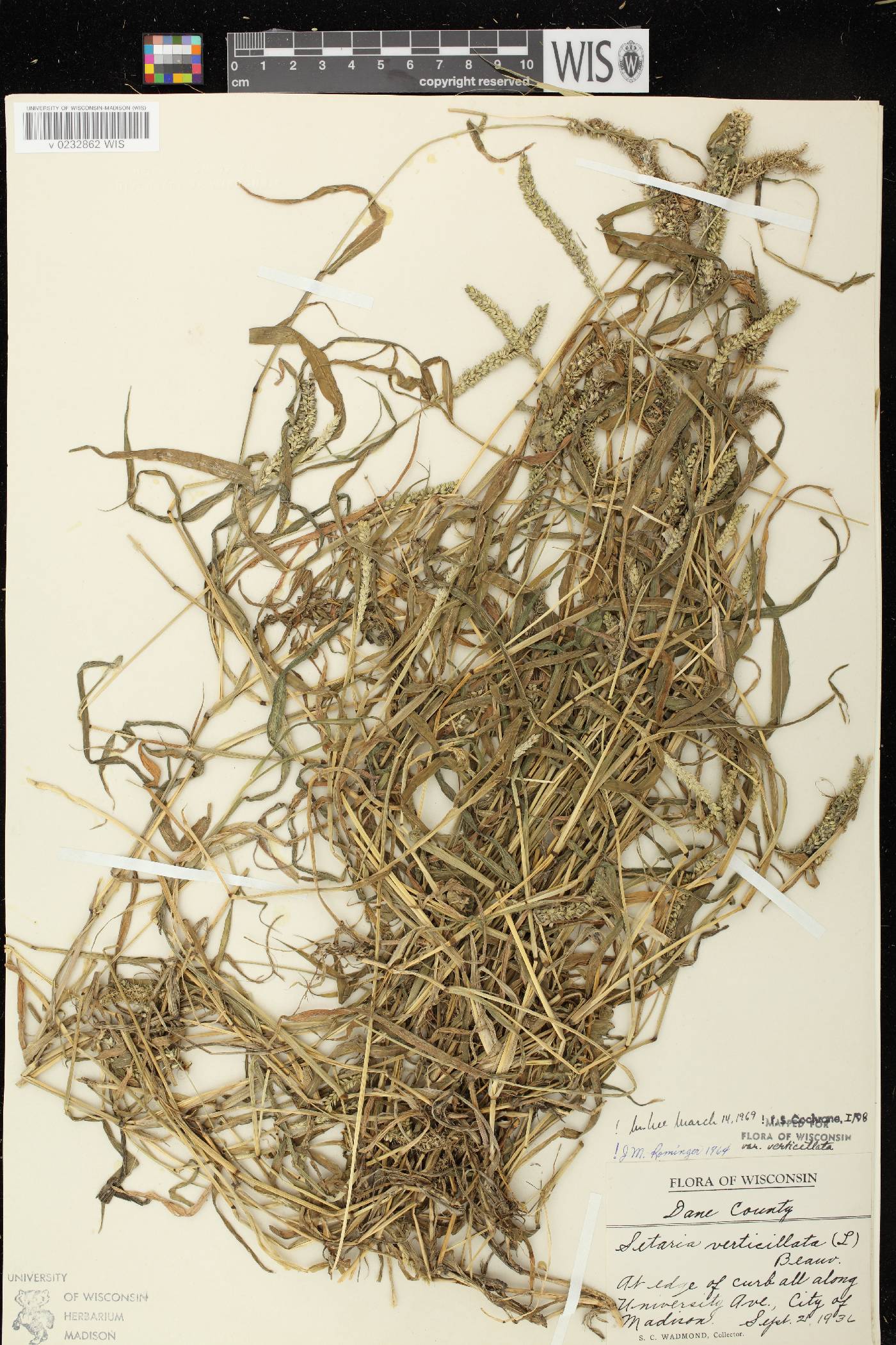 Setaria verticillata image