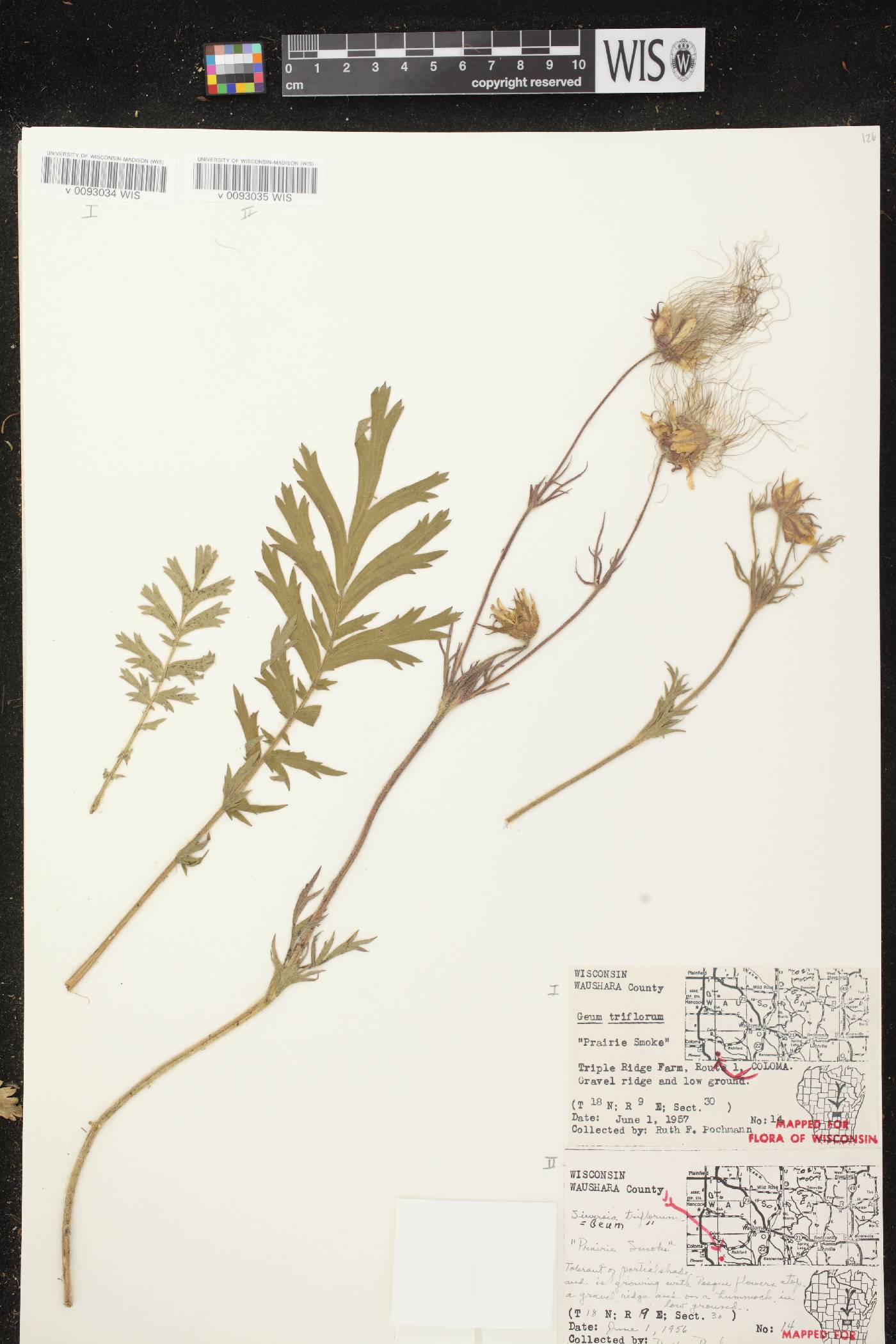 Geum triflorum var. triflorum image