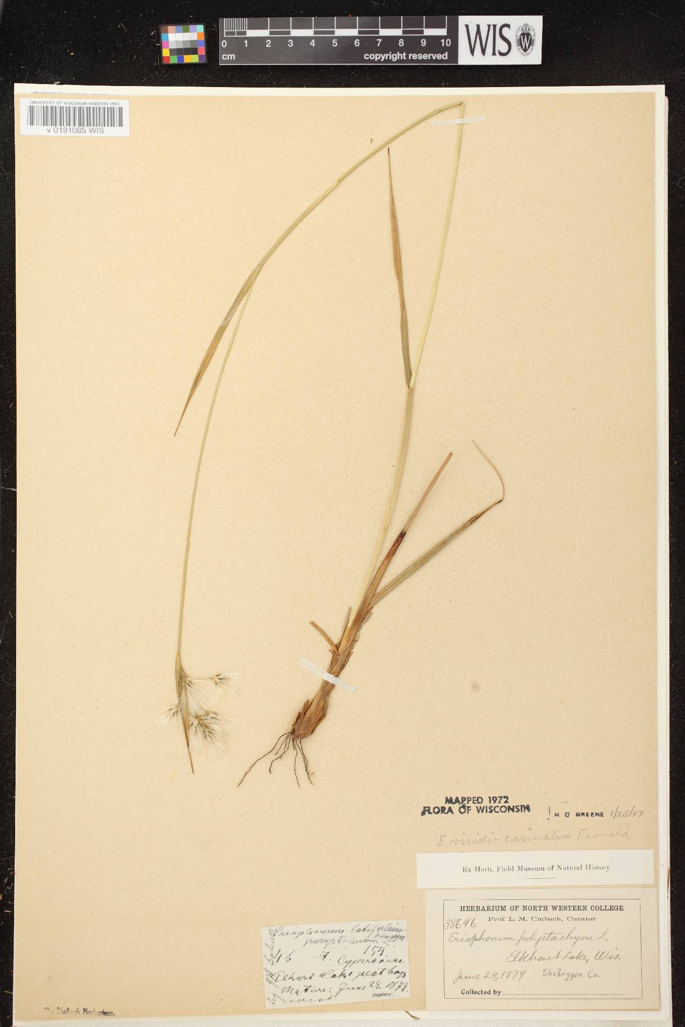 Eriophorum viridicarinatum image