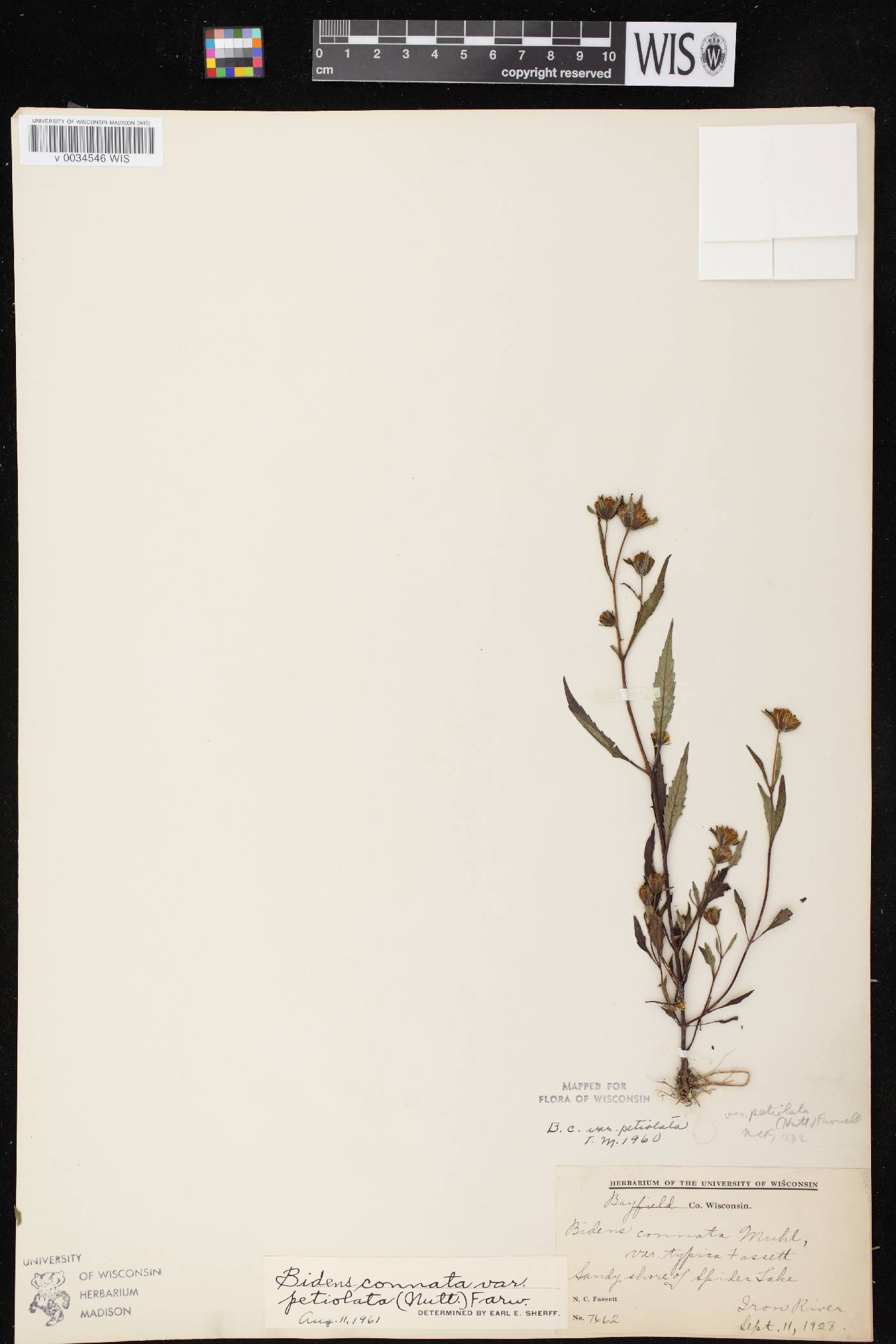 Bidens connata image