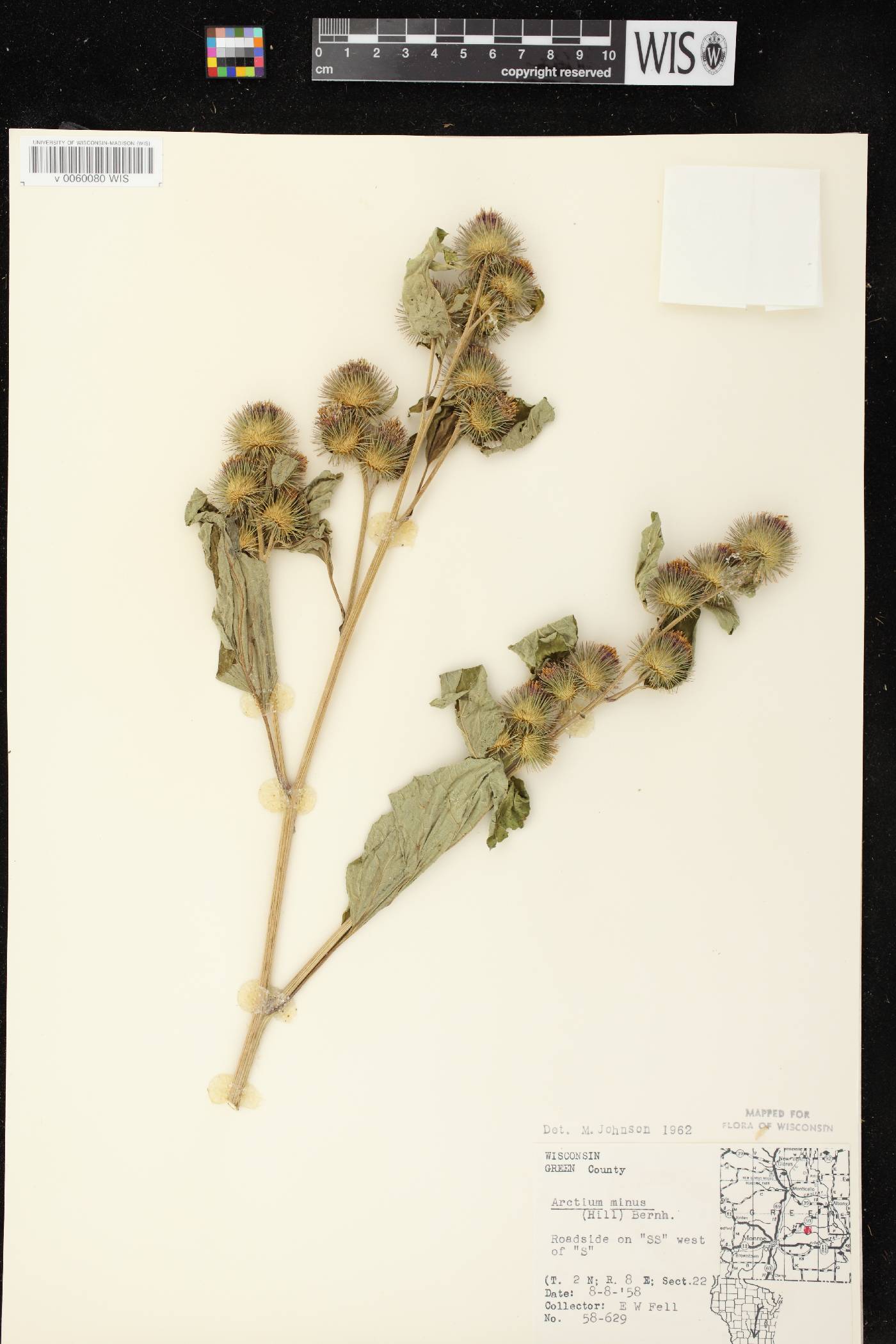 Arctium minus image