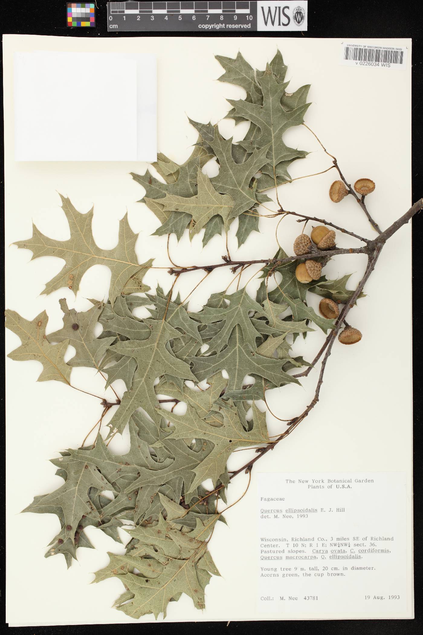 Quercus ellipsoidalis image