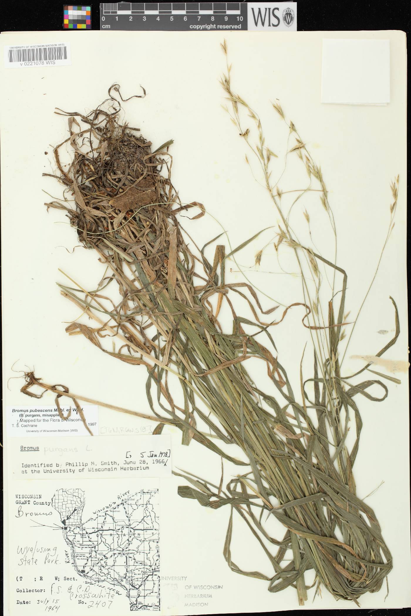 Bromus pubescens image