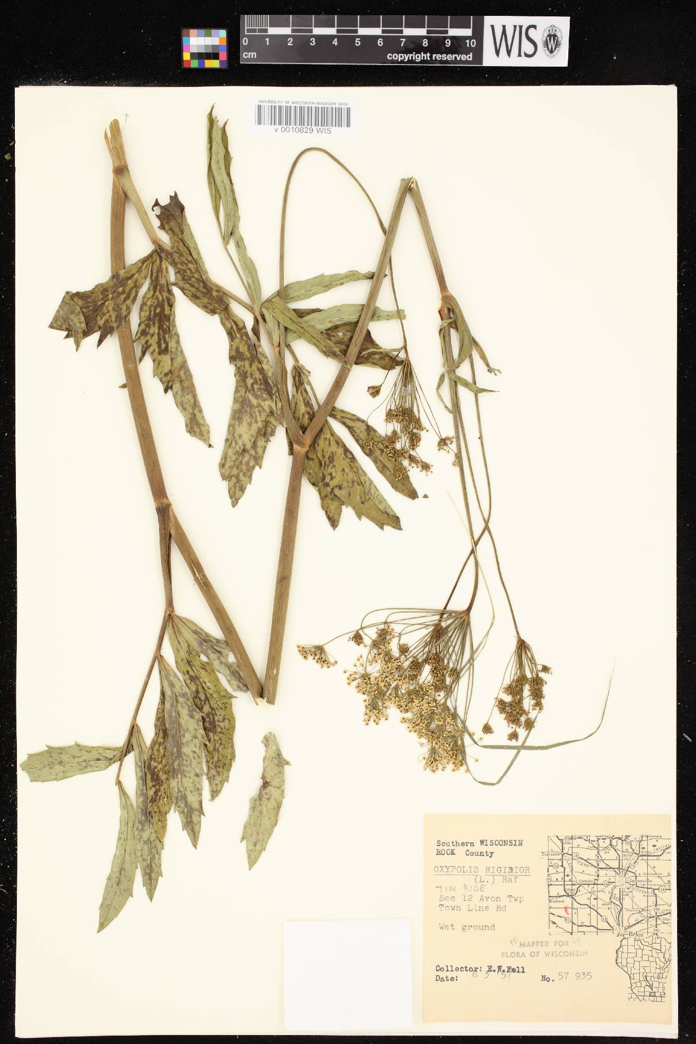Oxypolis rigidior image
