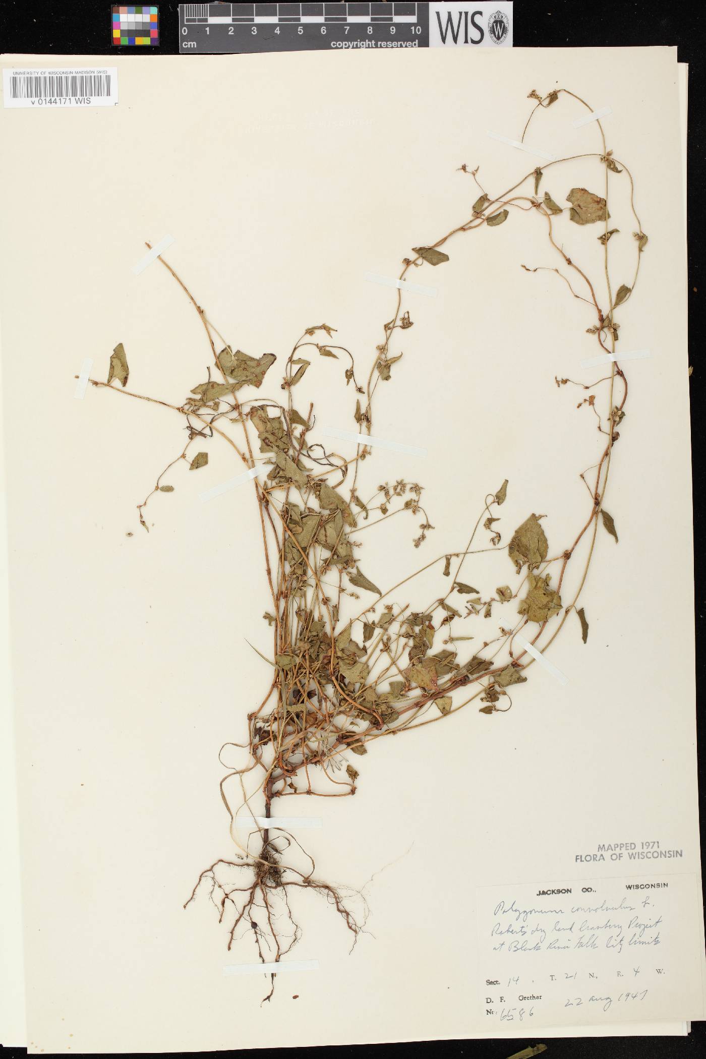 Fallopia convolvulus image