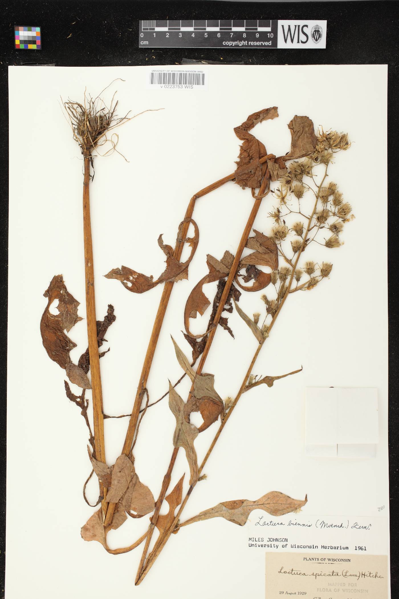 Lactuca biennis image