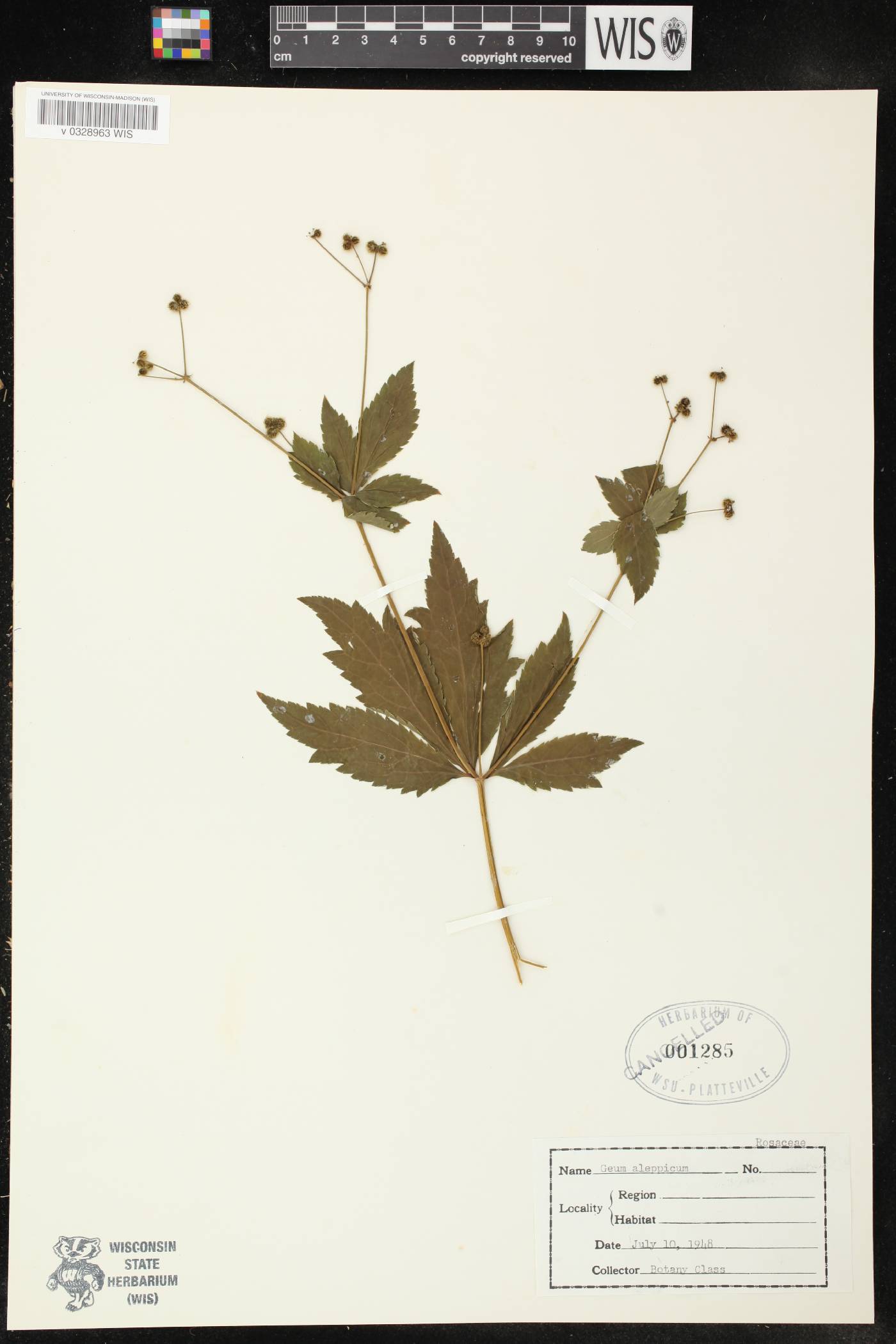 Geum aleppicum image