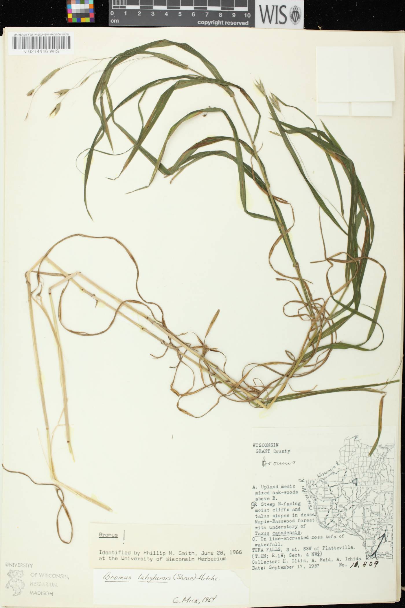 Bromus latiglumis image