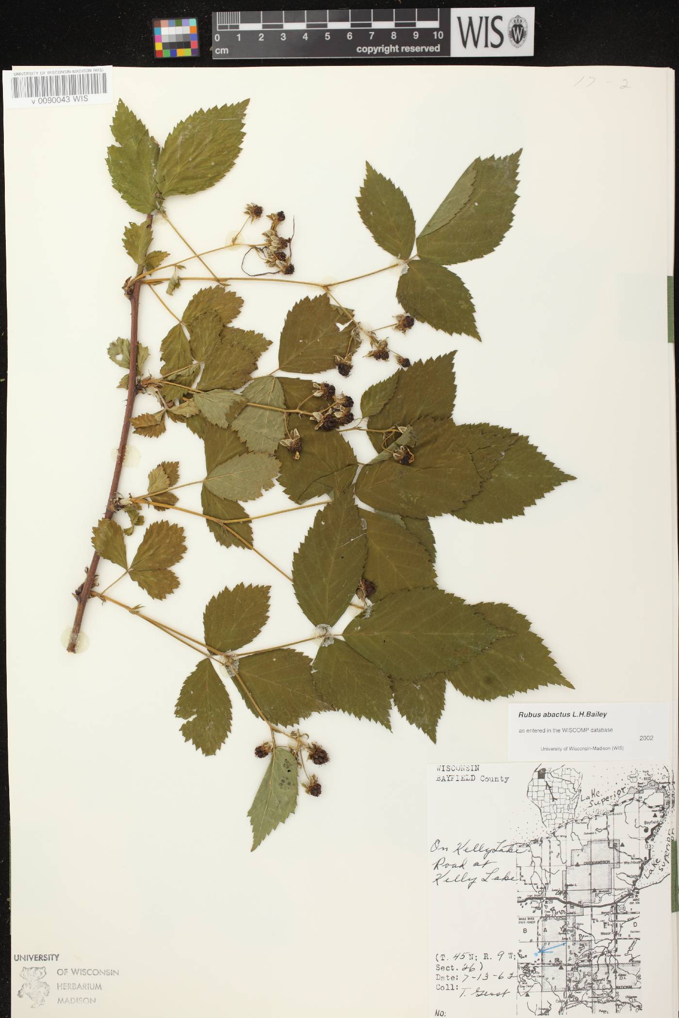 Rubus pensilvanicus image