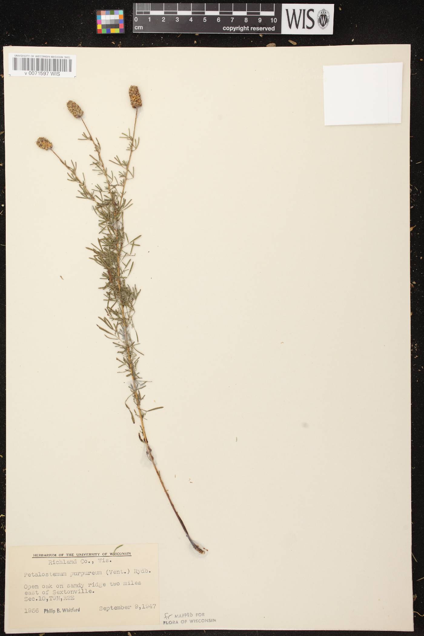 Dalea purpurea var. purpurea image