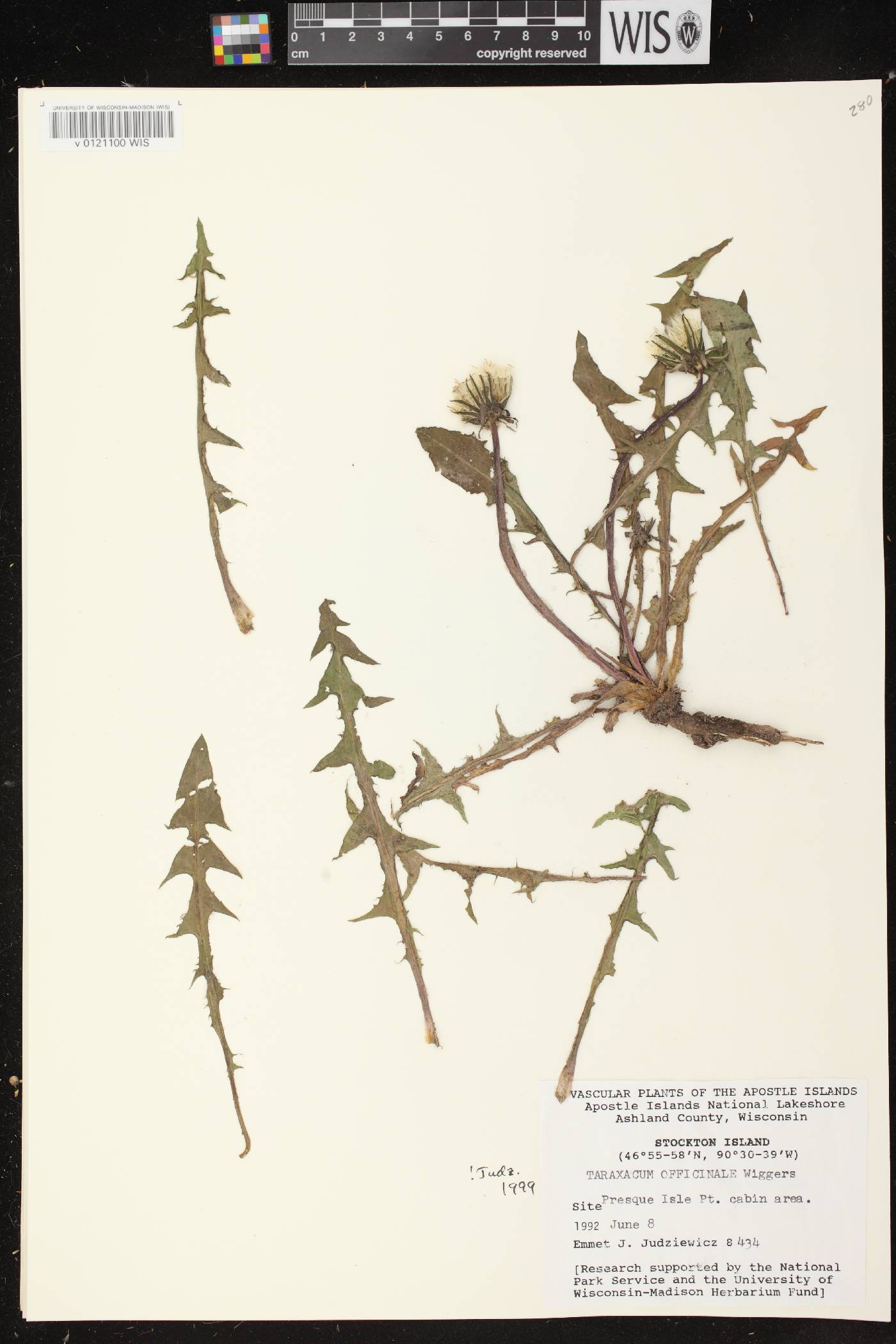 Taraxacum officinale image
