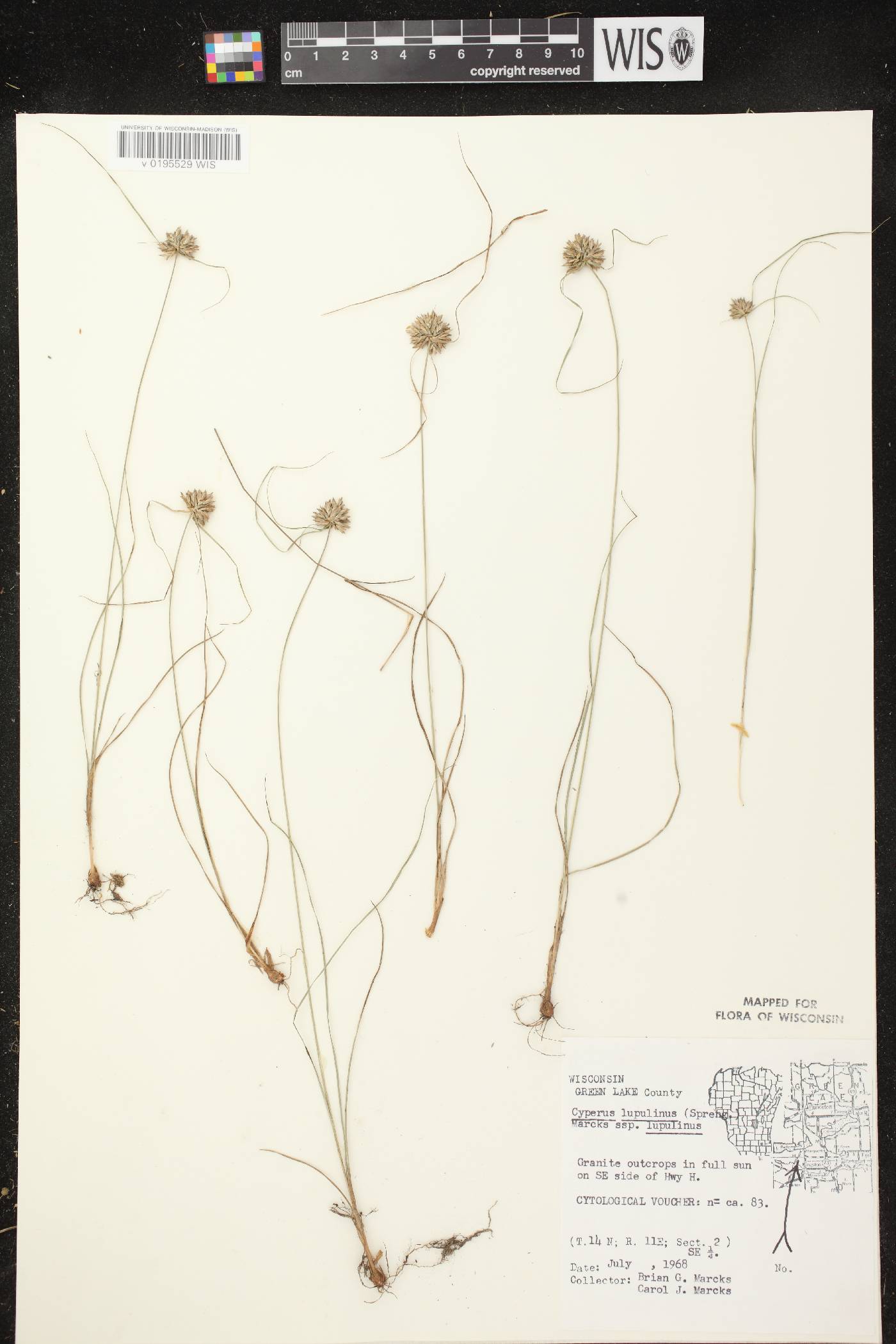 Cyperus lupulinus subsp. lupulinus image