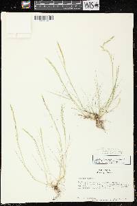 Image of Festuca myuros