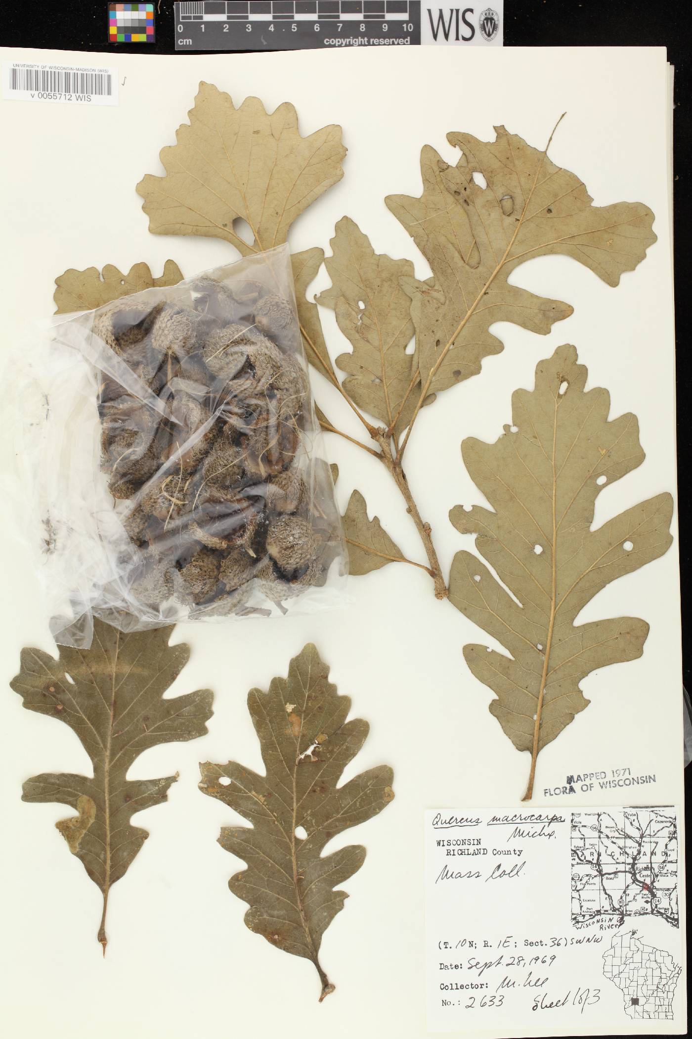 Quercus macrocarpa image