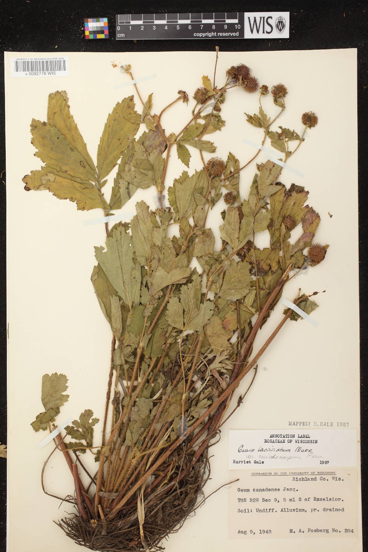 Geum laciniatum image