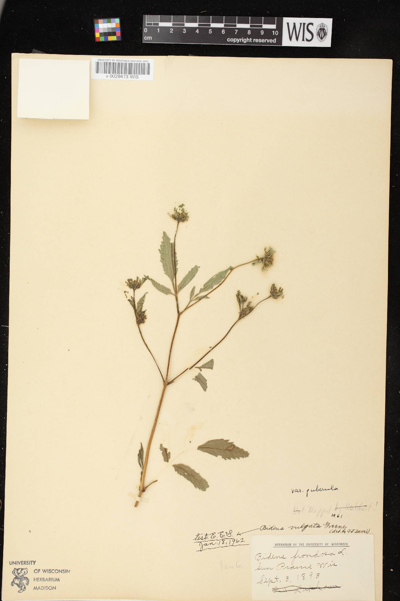 Bidens vulgata image