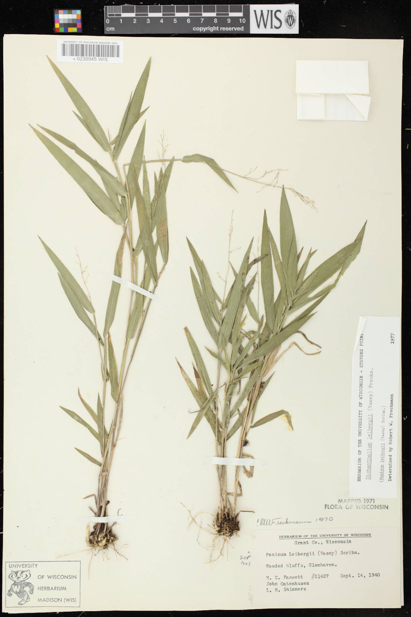 Dichanthelium leibergii image