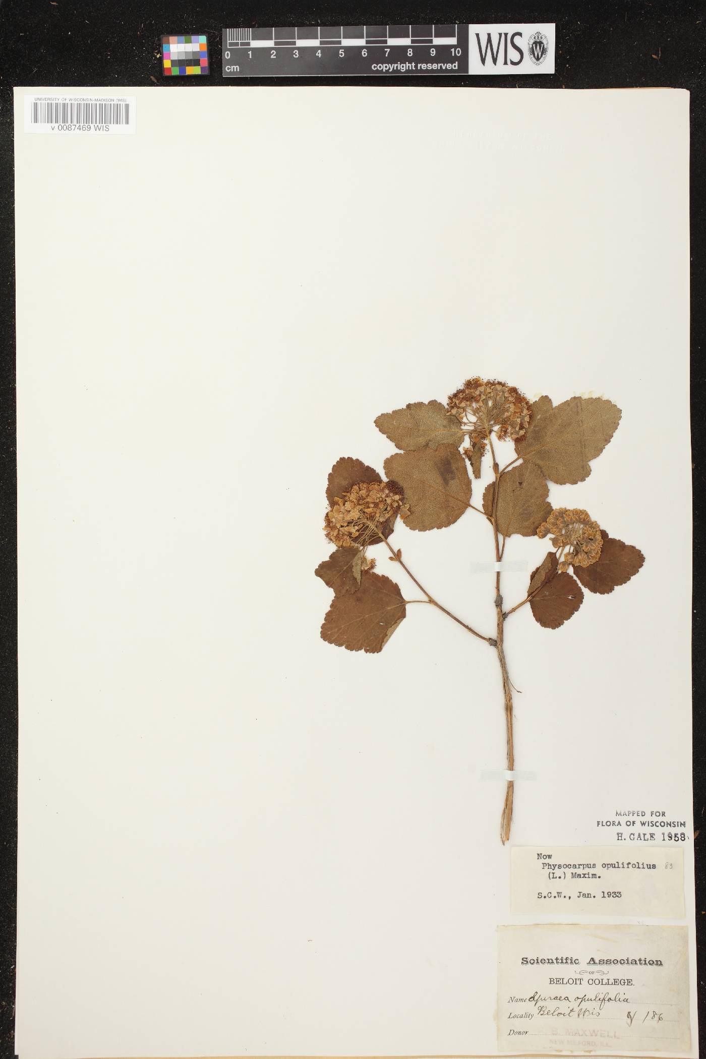 Physocarpus opulifolius image