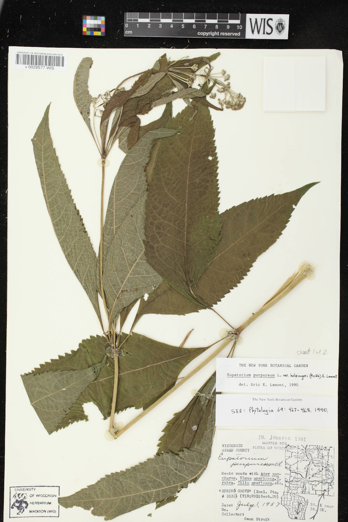 Eutrochium purpureum image