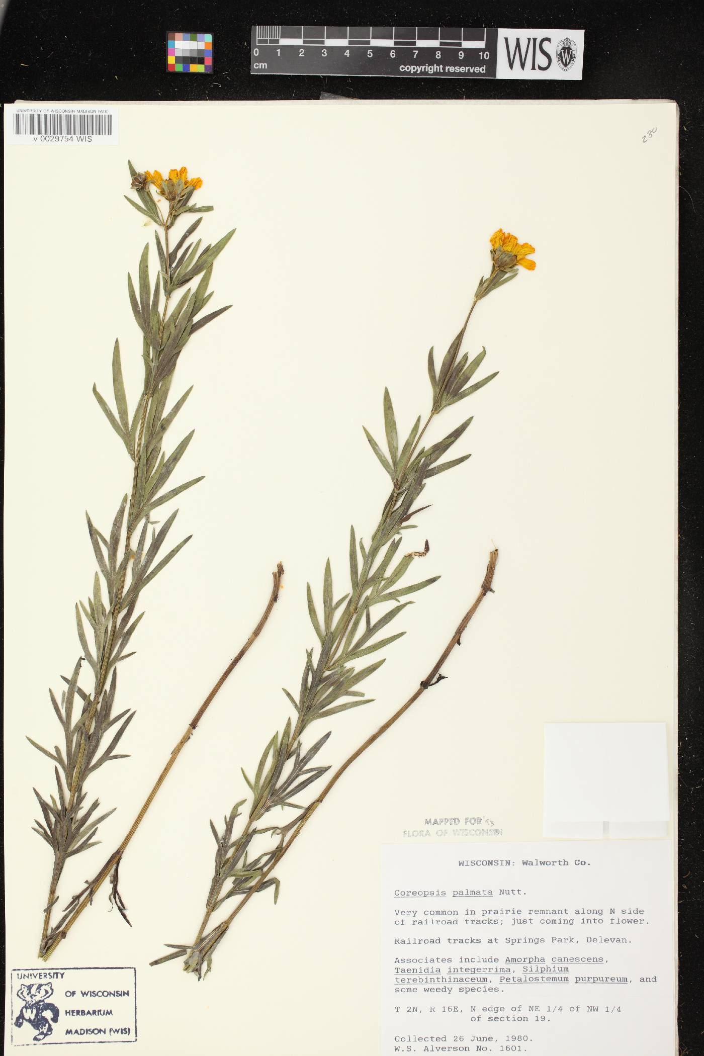 Coreopsis palmata image