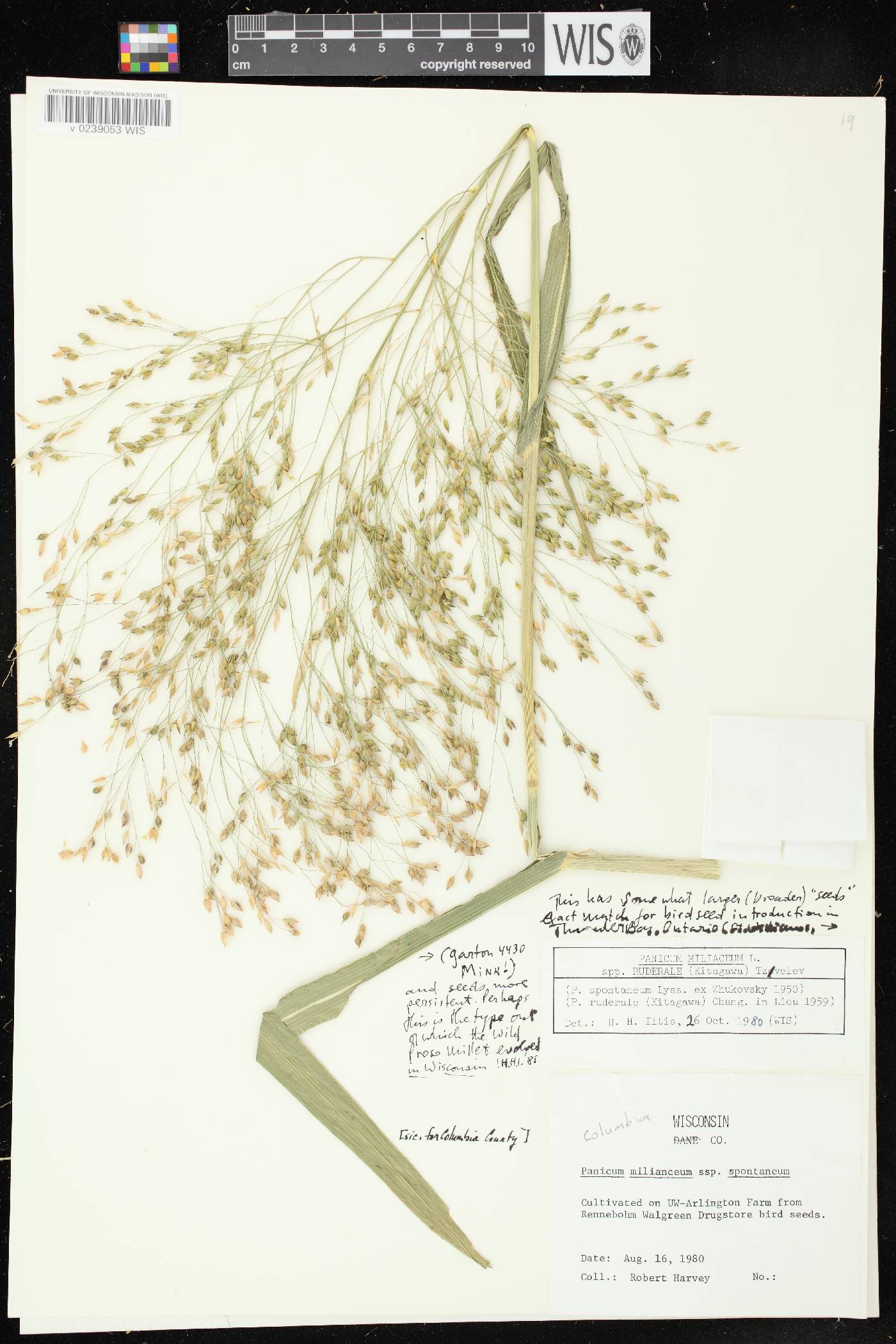 Panicum miliaceum subsp. ruderale image