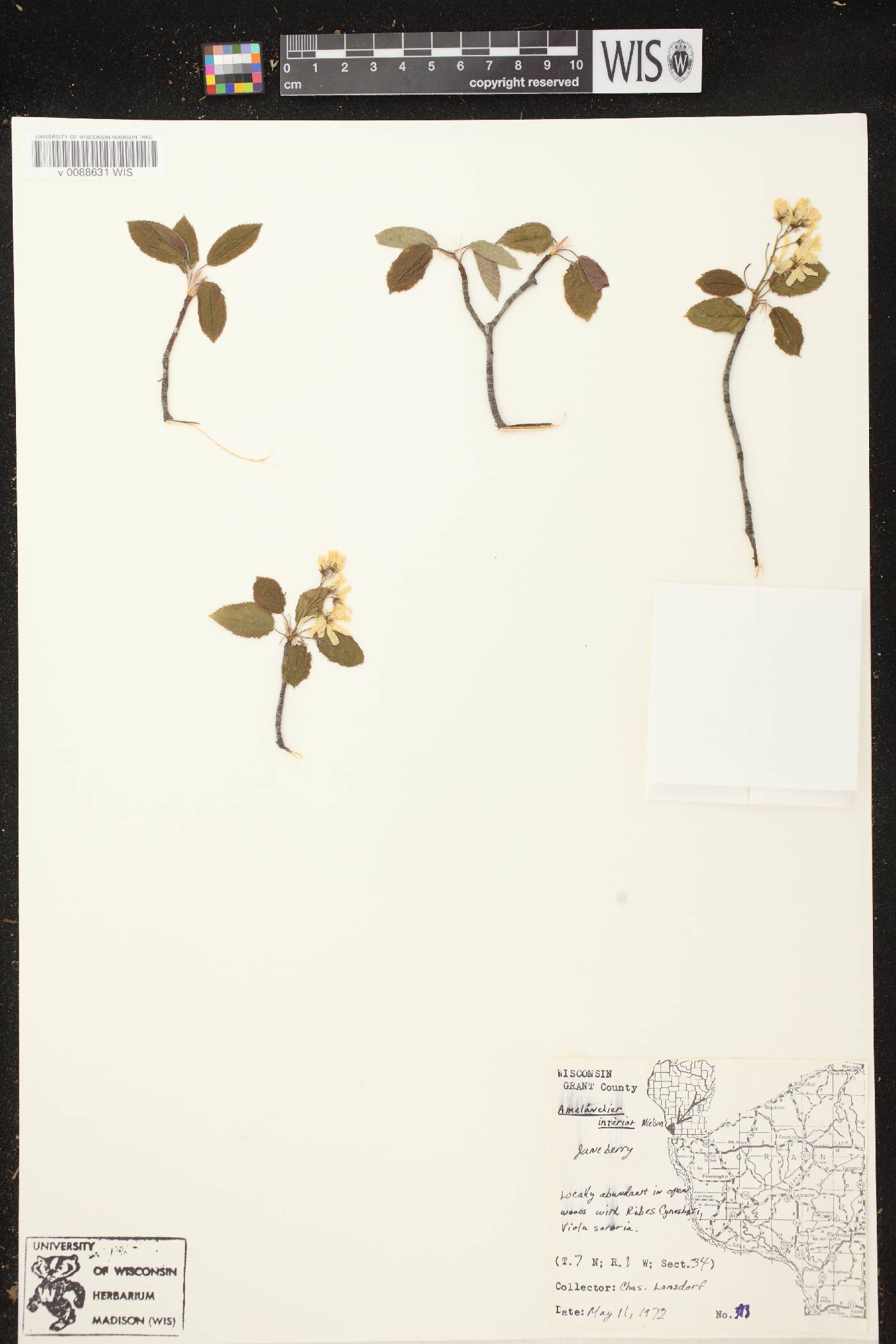 Amelanchier interior image