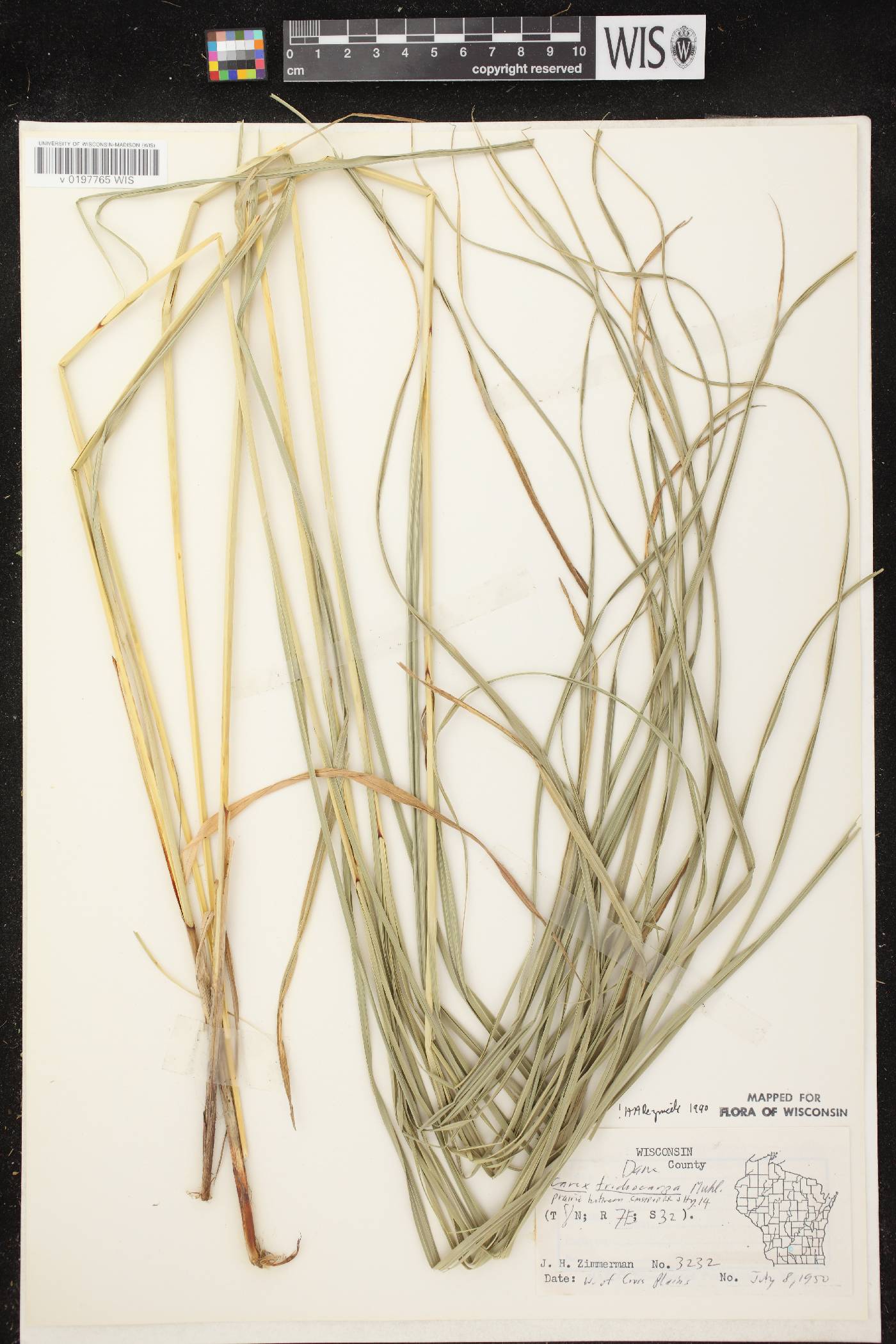 Carex trichocarpa image