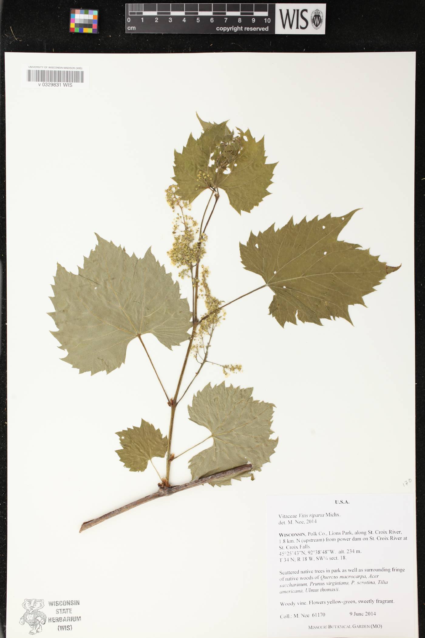 Vitis riparia image