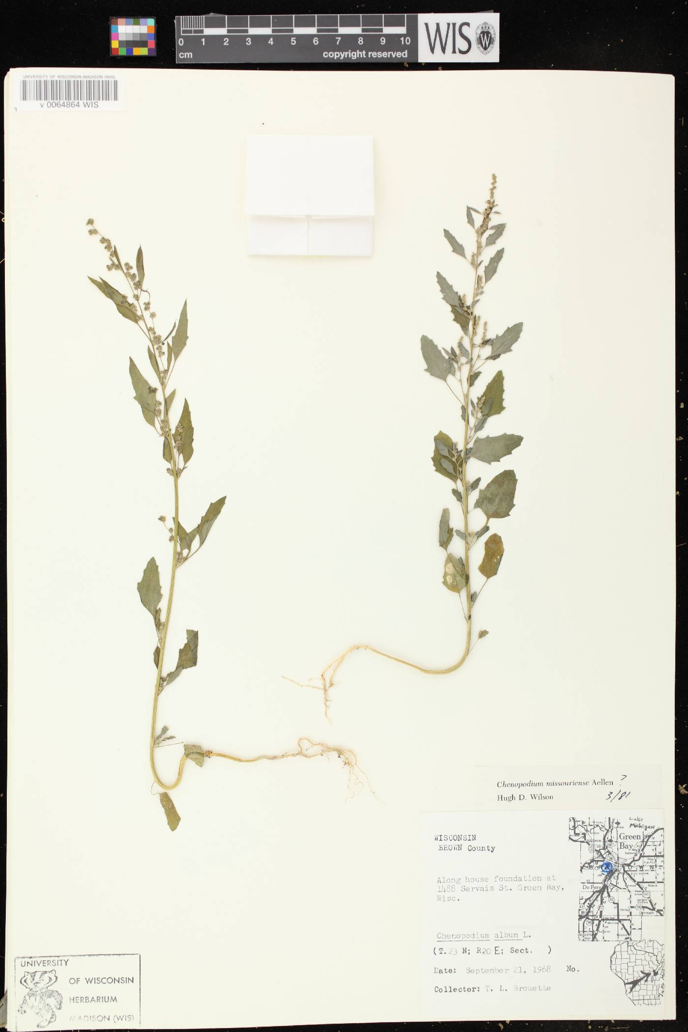 Chenopodium album image